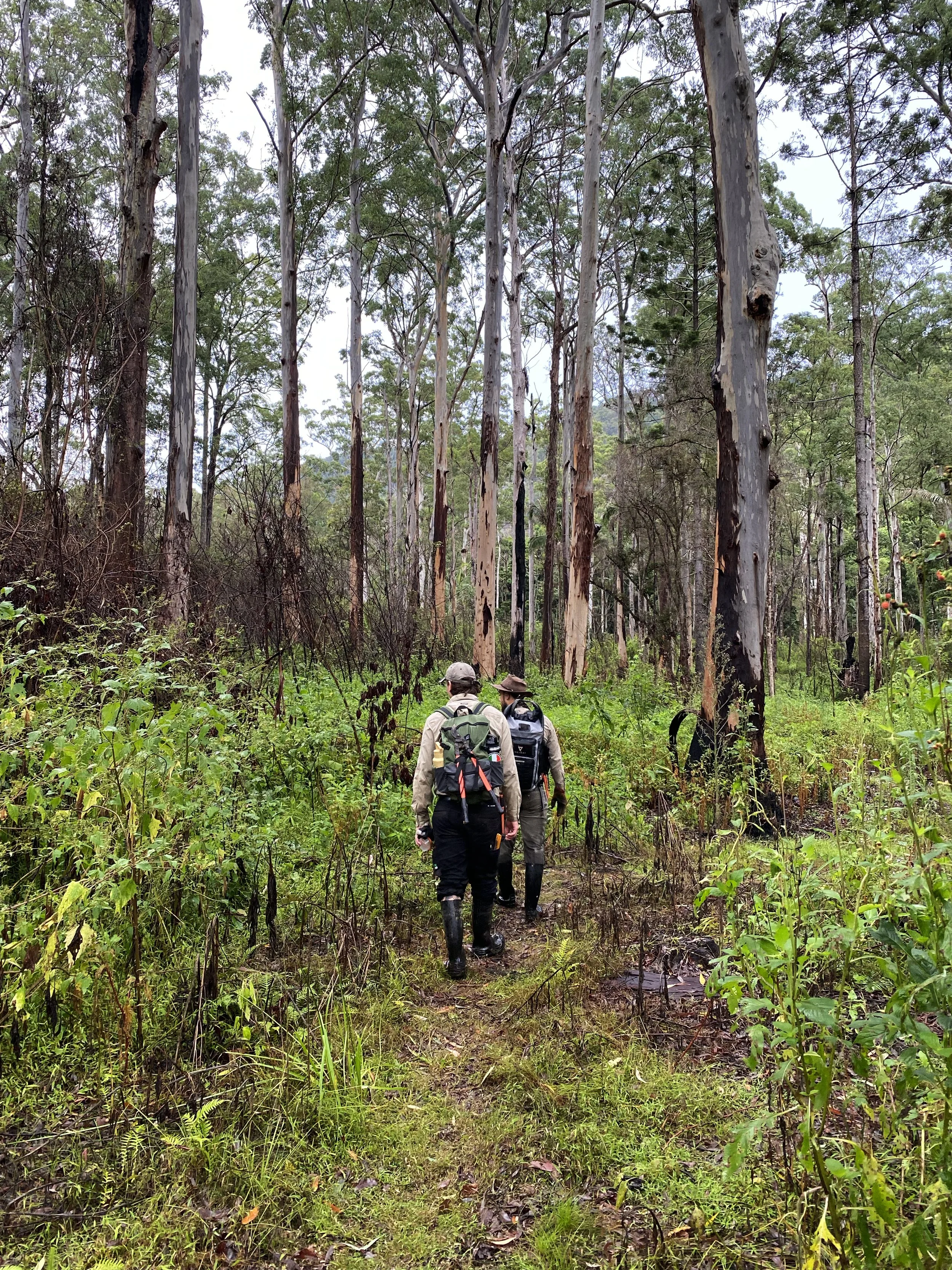 Two hikers with backpacks walking through a dense eucalyptus forest on a narrow trail.