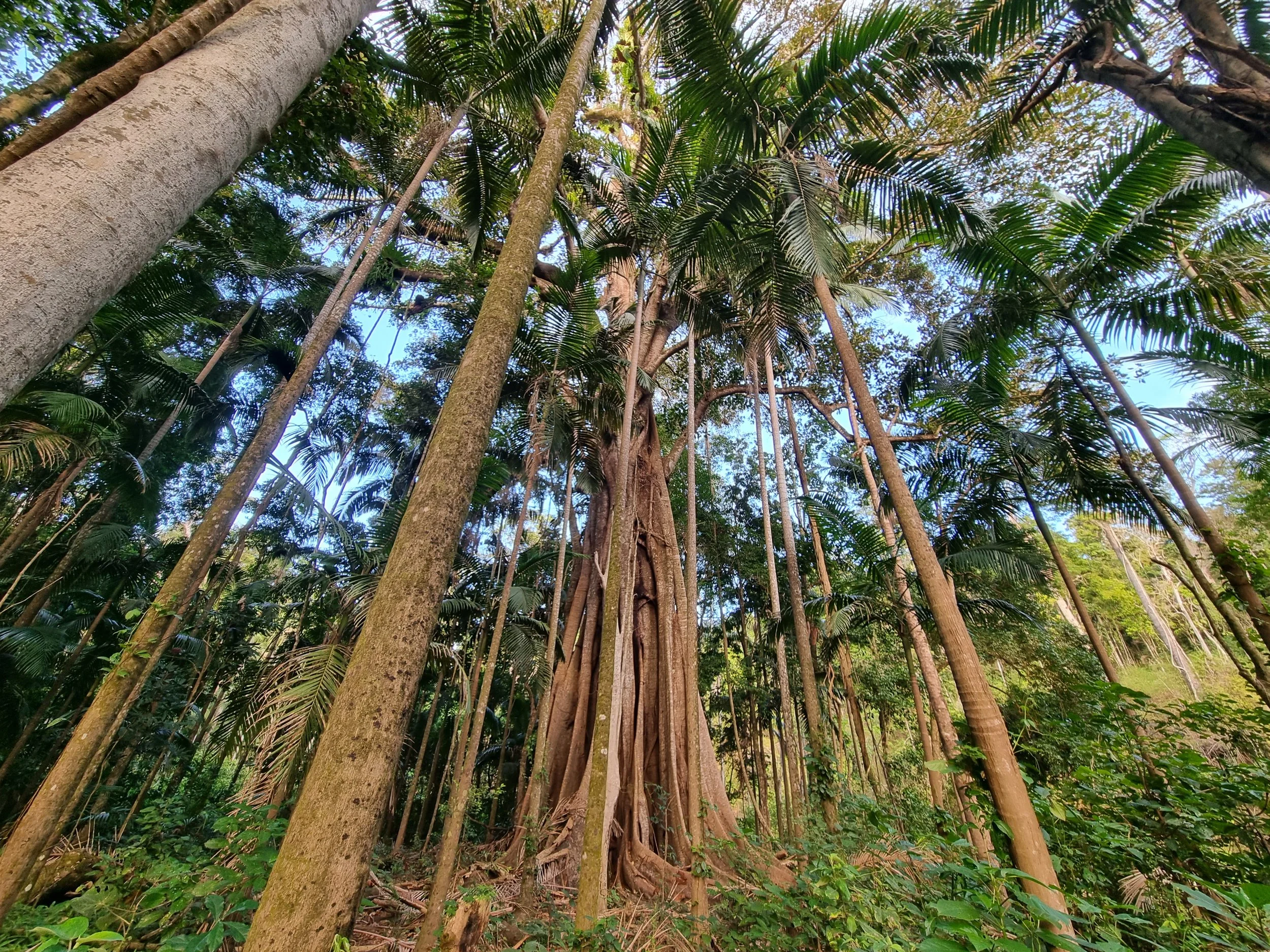 Lush subtropical rainforest with towering trees, palm fronds, and a large banyan tree with aerial roots
