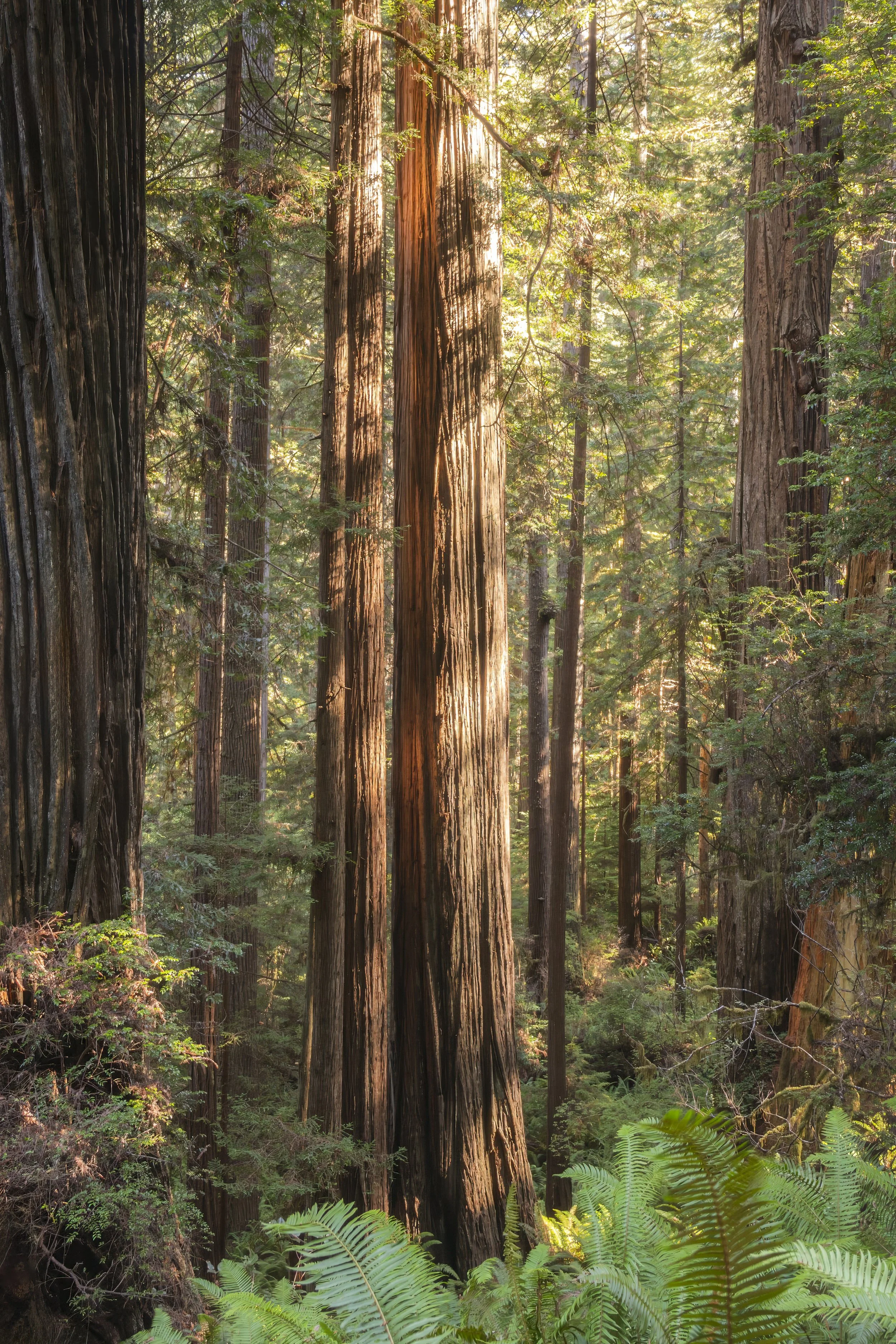 Redwoods National Park, CA