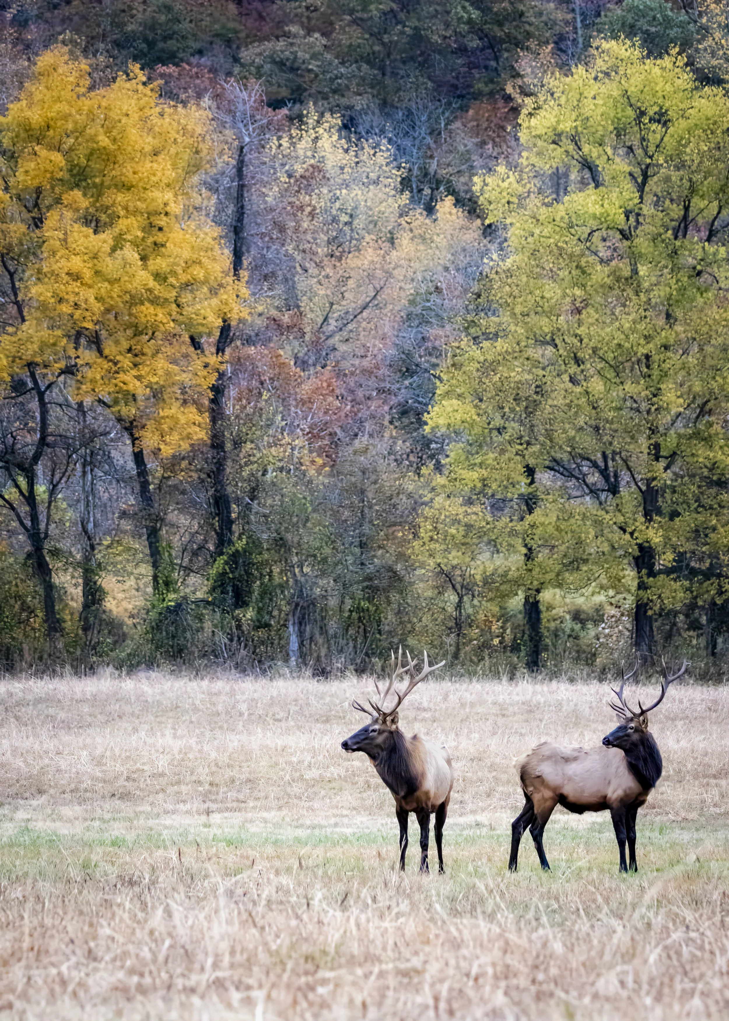Boxley, Valley, AR