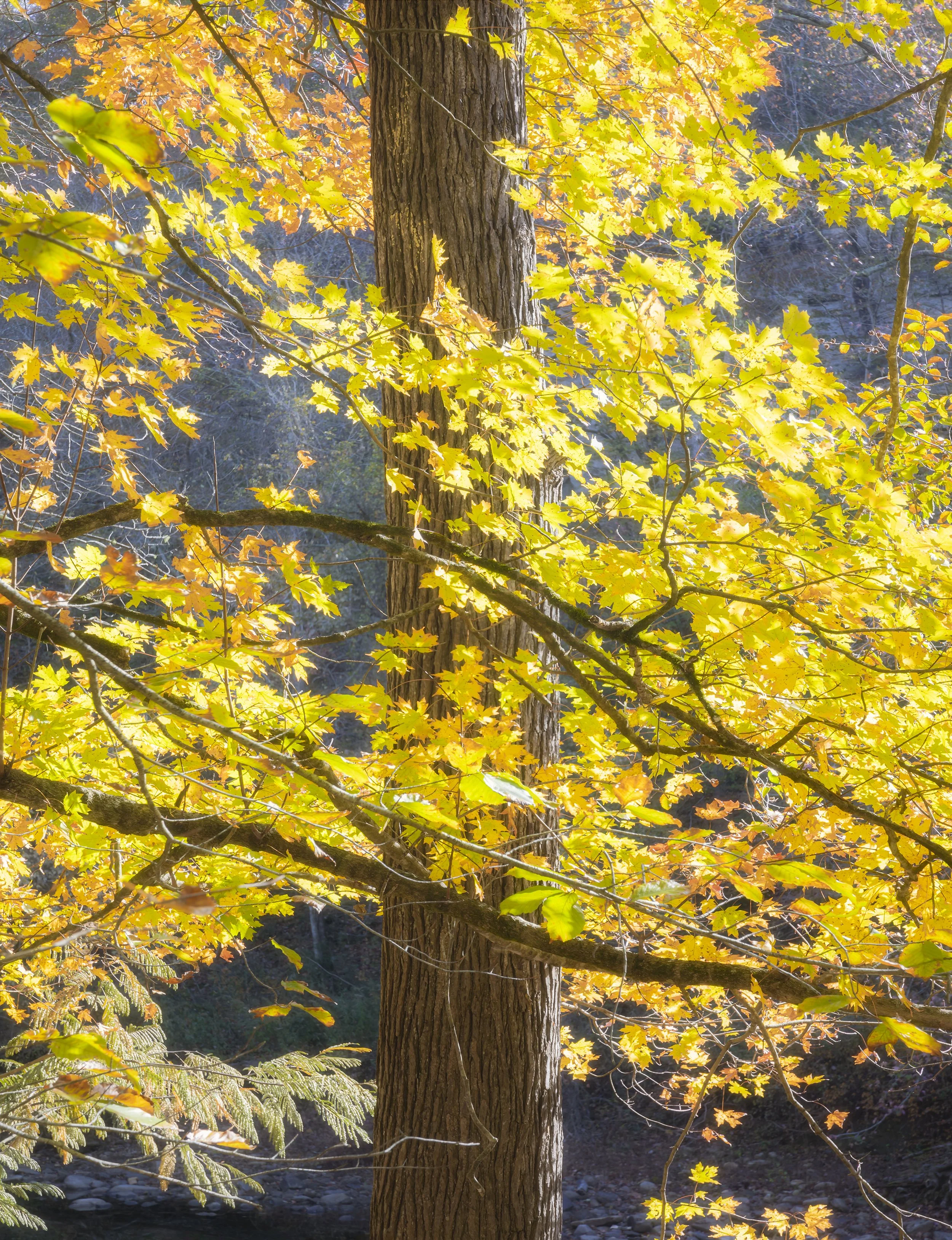 Roaring River State Park, MO