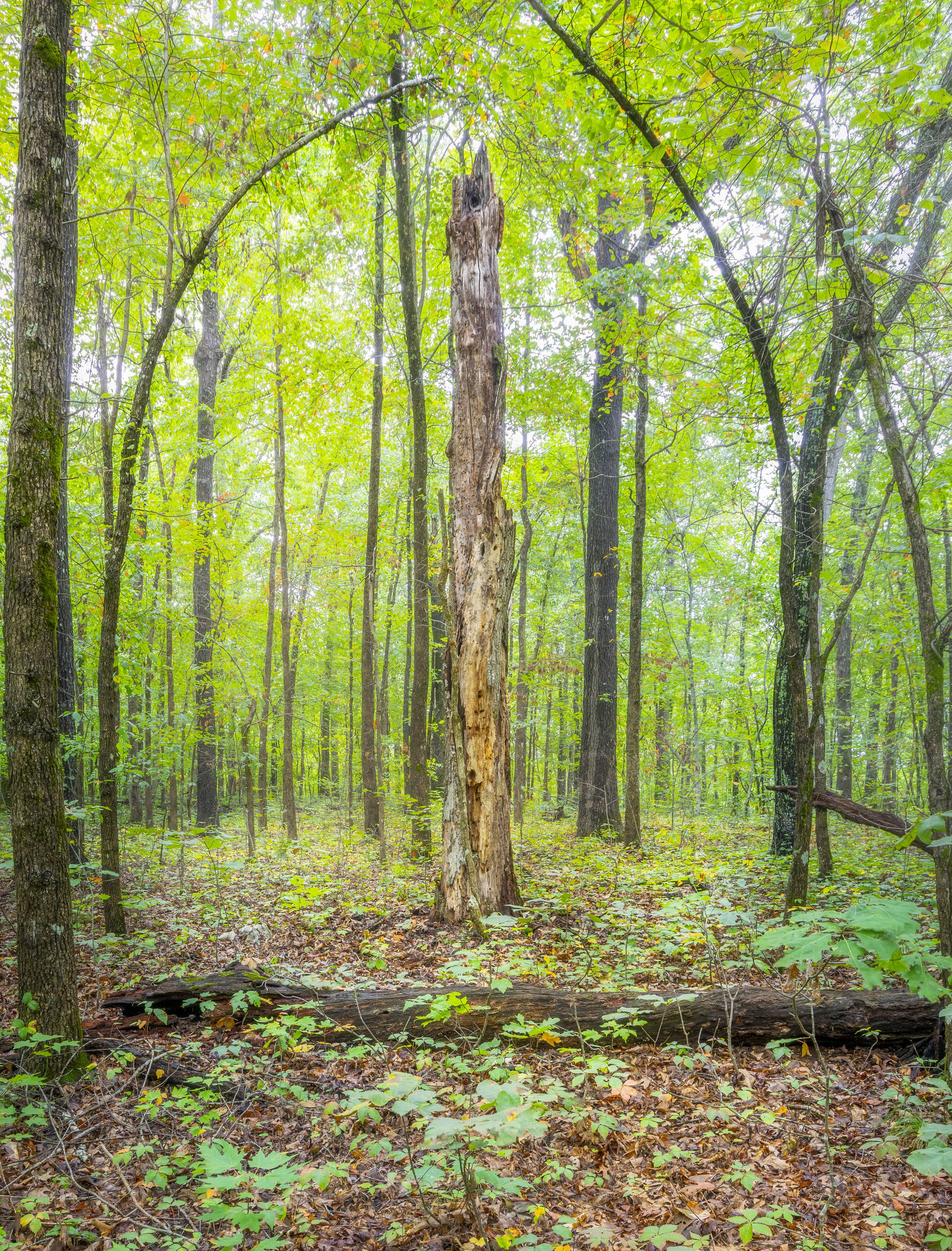 Hobbs State Park, AR