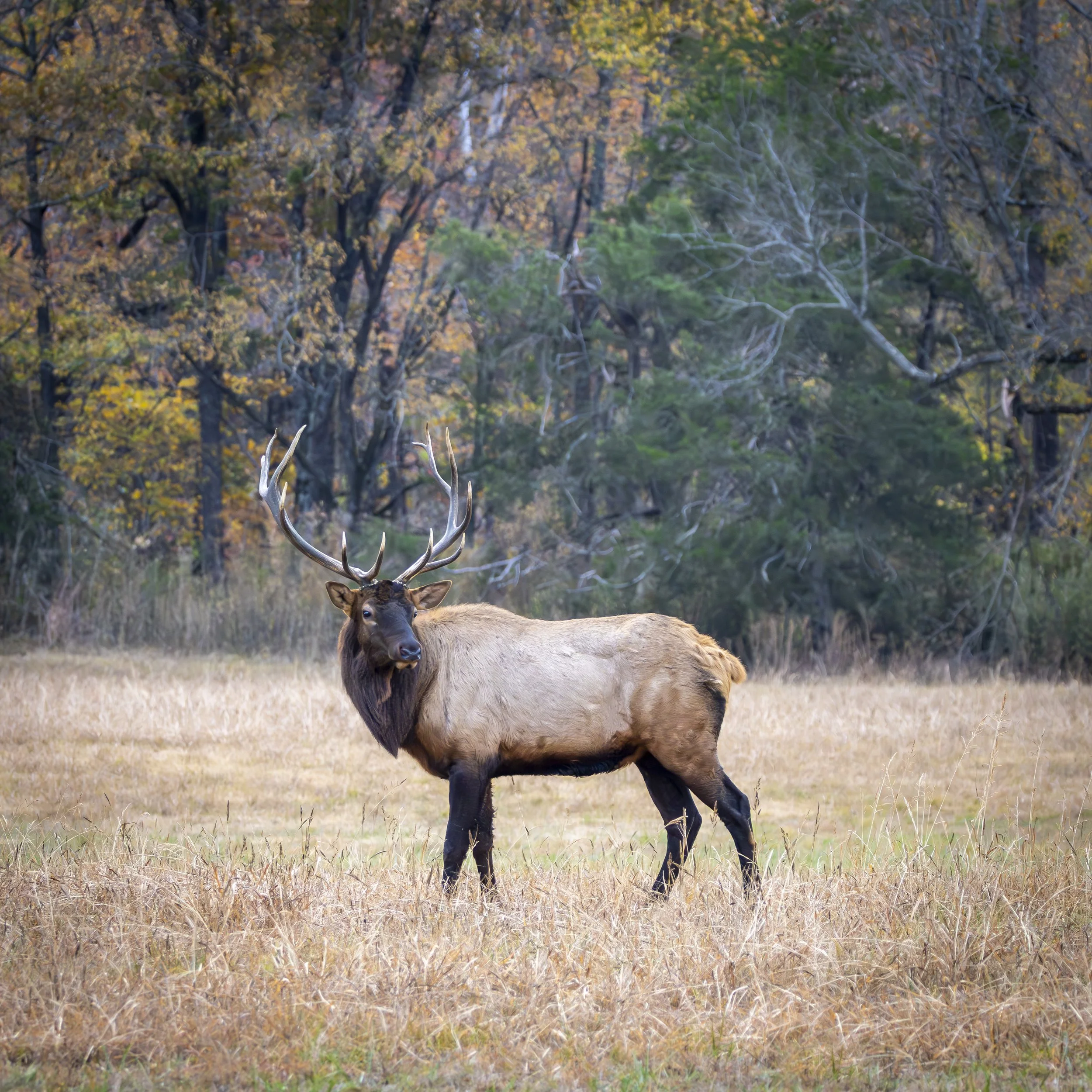 Wildlife