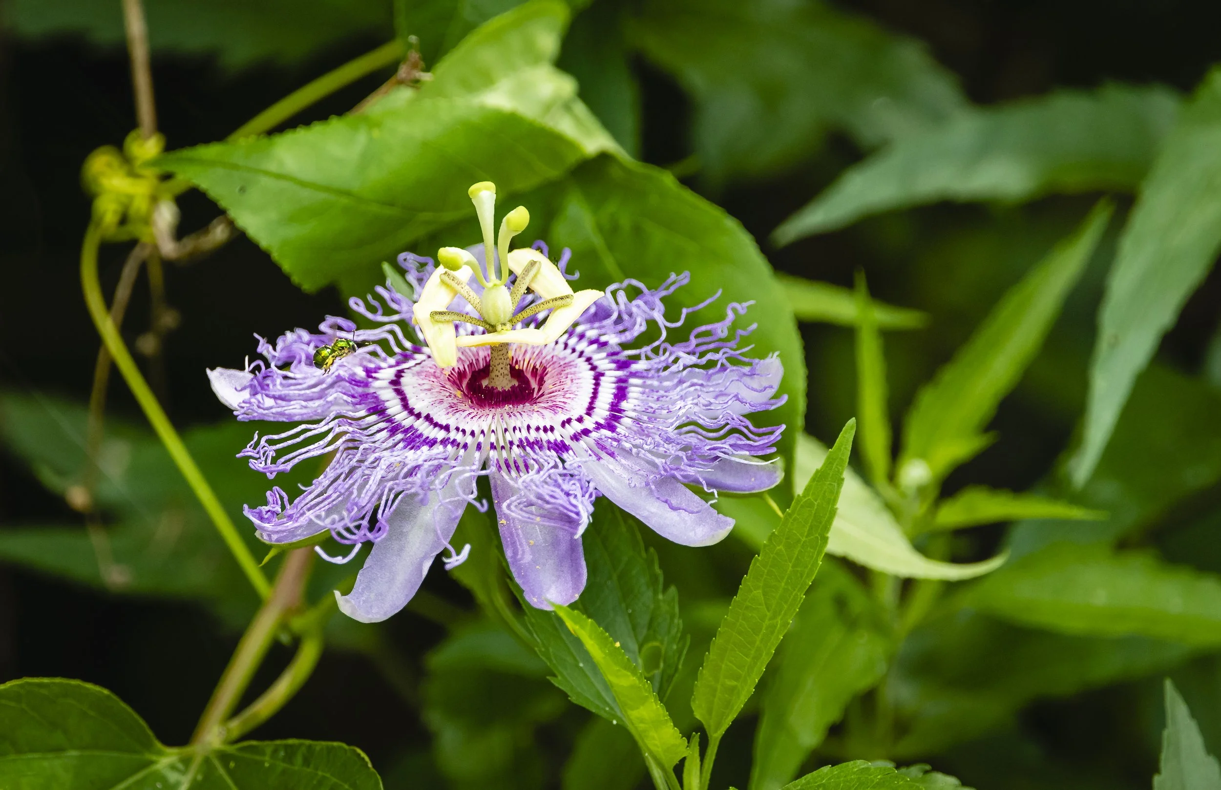 Passion Flower