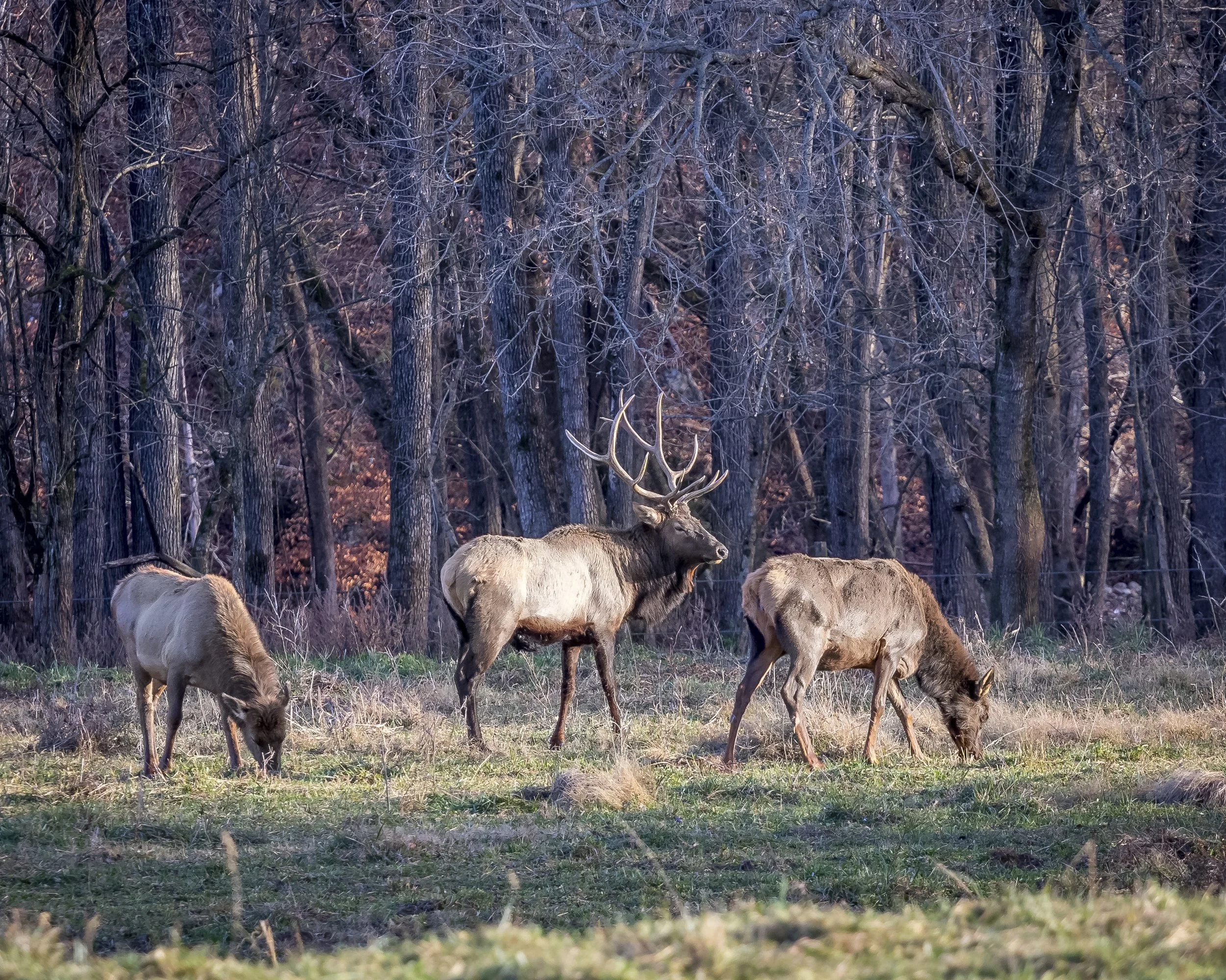 Boxley Valley, AR