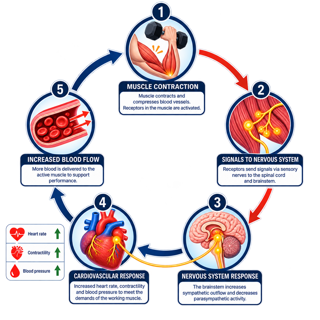 Flowchart illustrating the process of a fight-or-flight response, showing muscle contraction, nervous system signals, cardiovascular response, increased blood flow, and their effects on heart rate, blood vessels, and blood pressure.