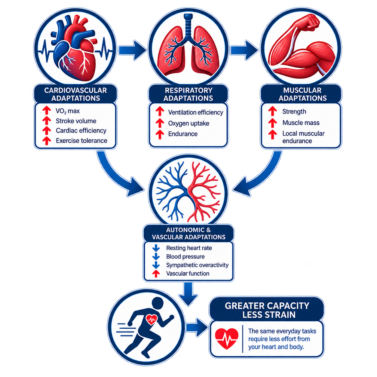 Flowchart illustrating the effects of physical activity on cardiovascular, respiratory, muscular, autonomic and vascular adaptations, leading to greater capacity and less strain, with icons of heart, lungs, muscles, and a running person.