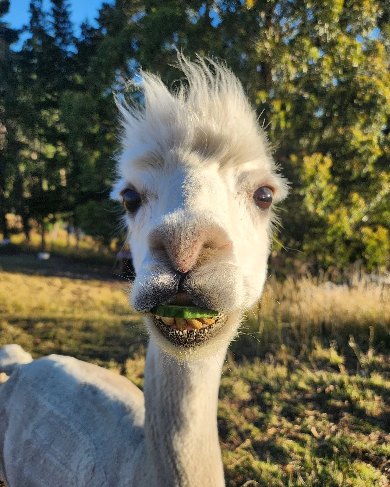 white alpaca animal sanctuary