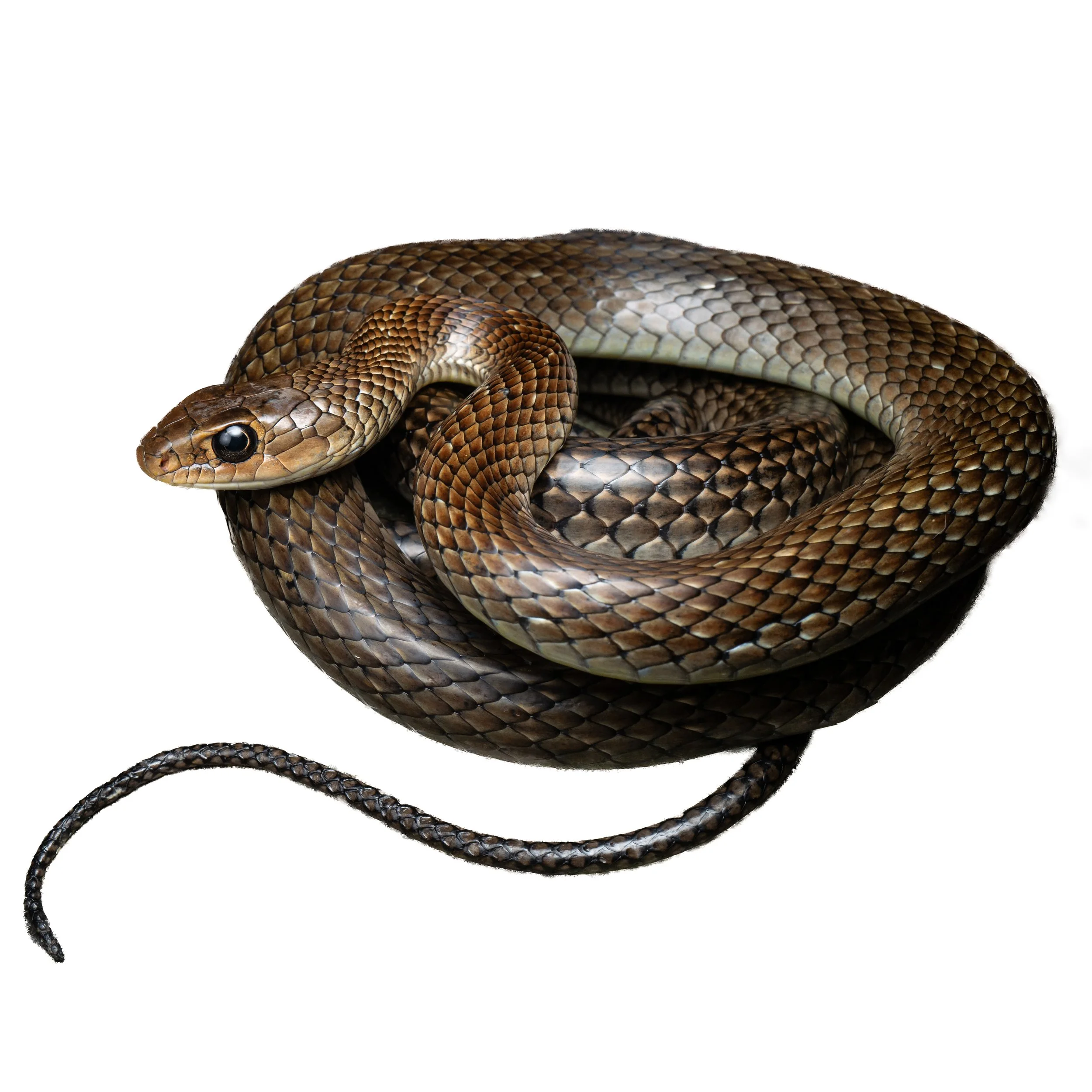 Indo-chinese rat snake