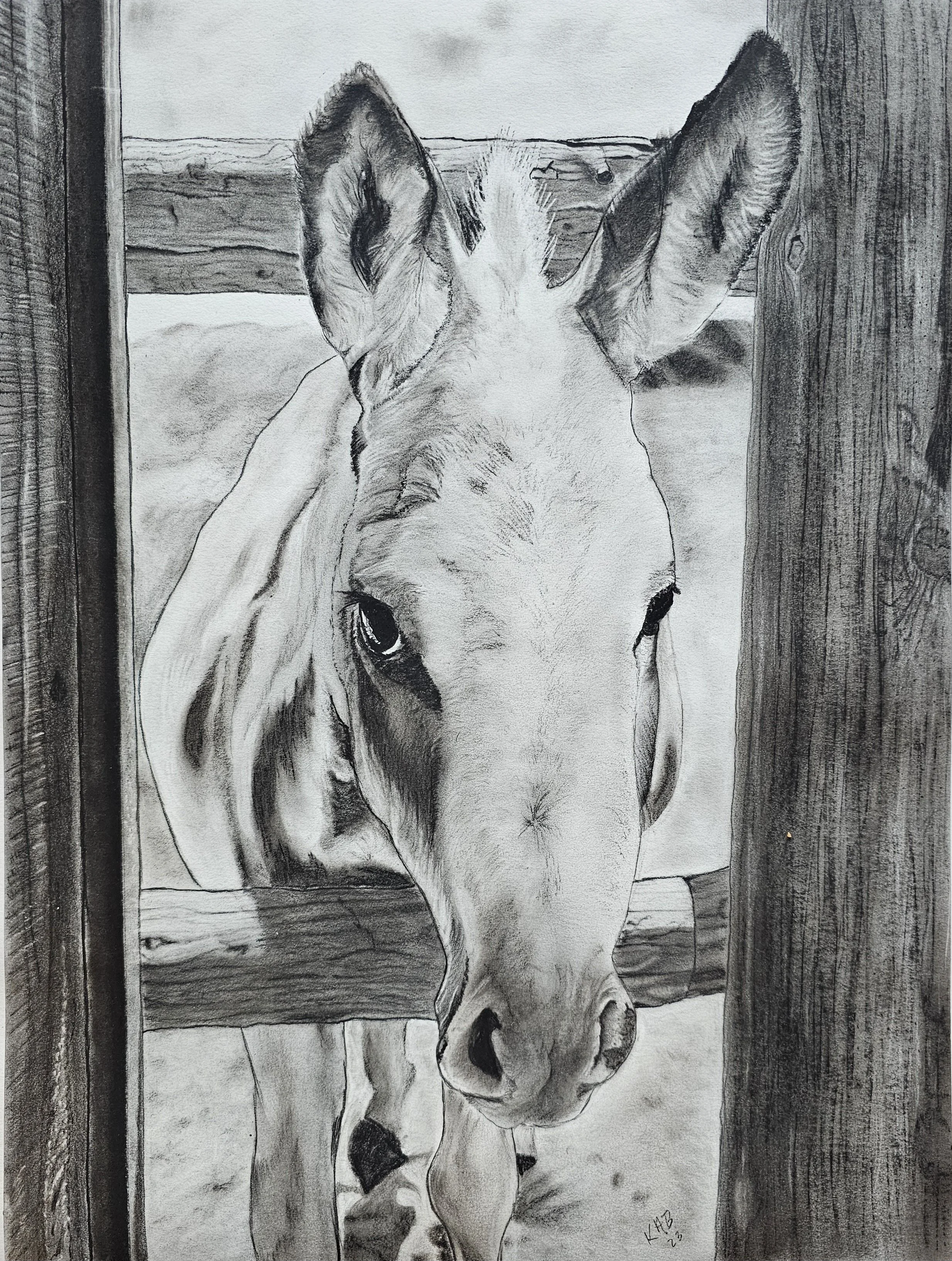 A realistic Charcoal drawing of a donkey looking through a wooden fence, with its nose and eyes visible.