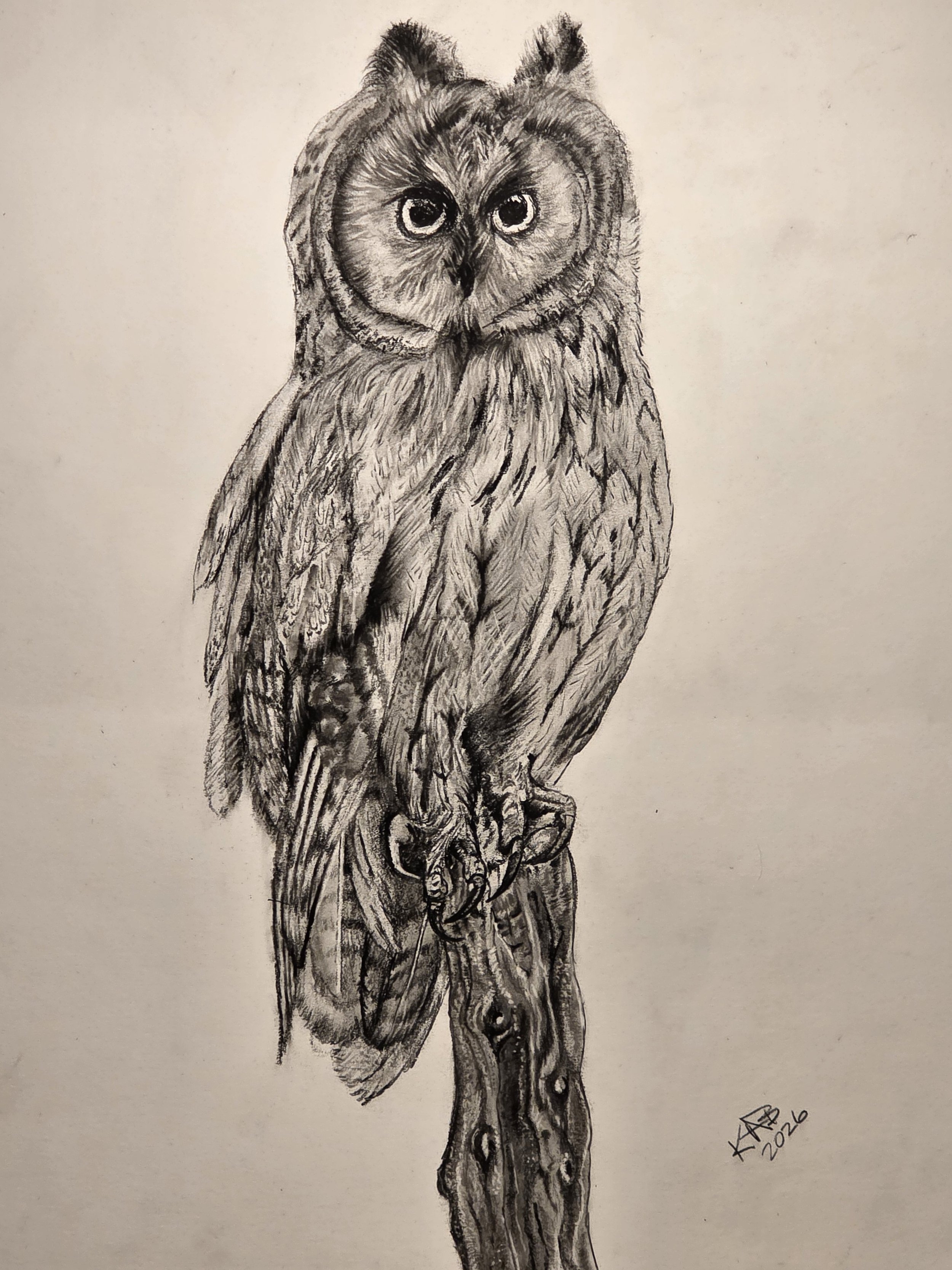 A detailed pencil sketch of an owl perched on a branch, emphasizing the bird's feathers and intense eyes. The artist's signature and the year 2026 are visible in the lower right corner.