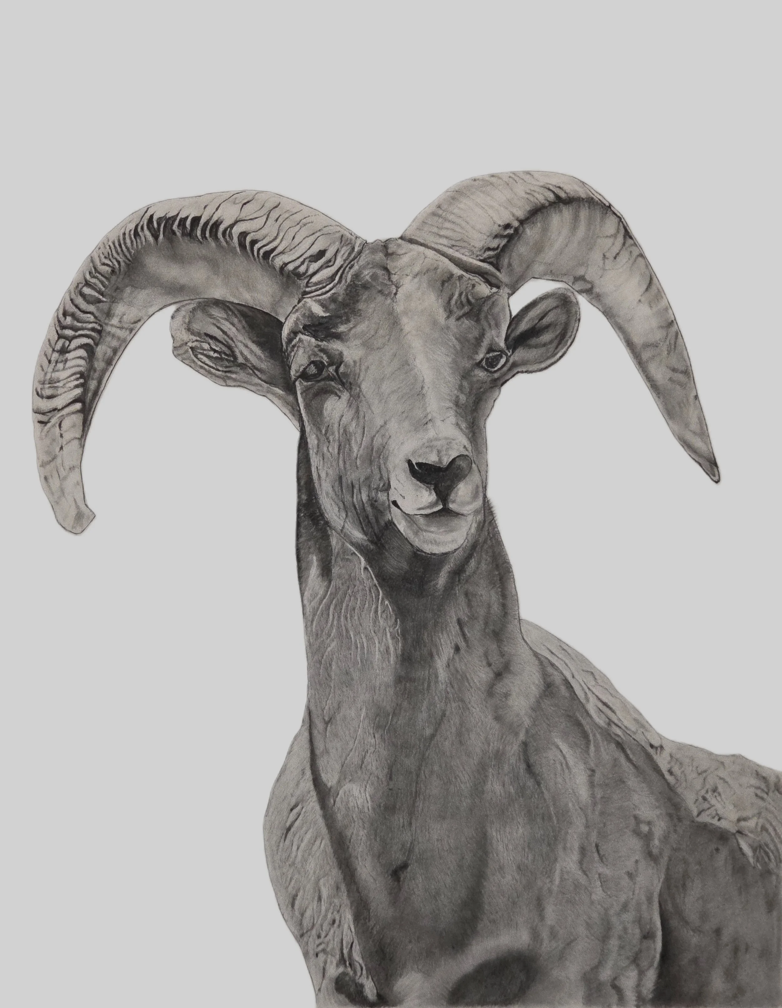 Waterton Canyon Ram