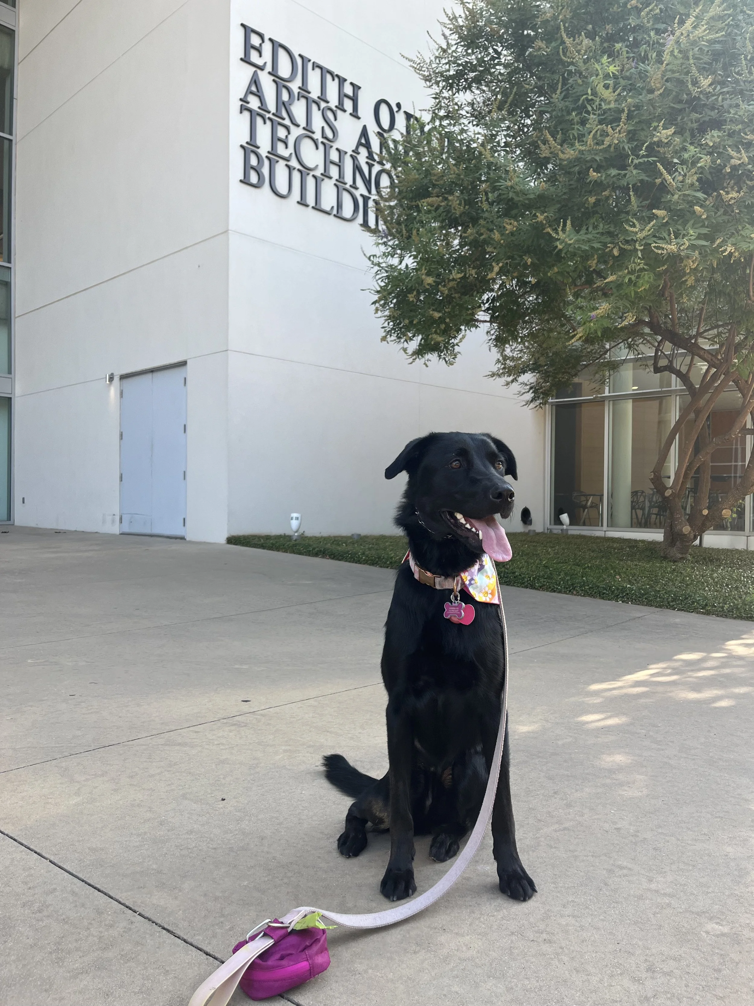 A black dog with a pink collar and a floral bandana sitting on a sidewalk in front of a building with the words 'Edith O' Art and Technology Building' on the wall, near a tree.