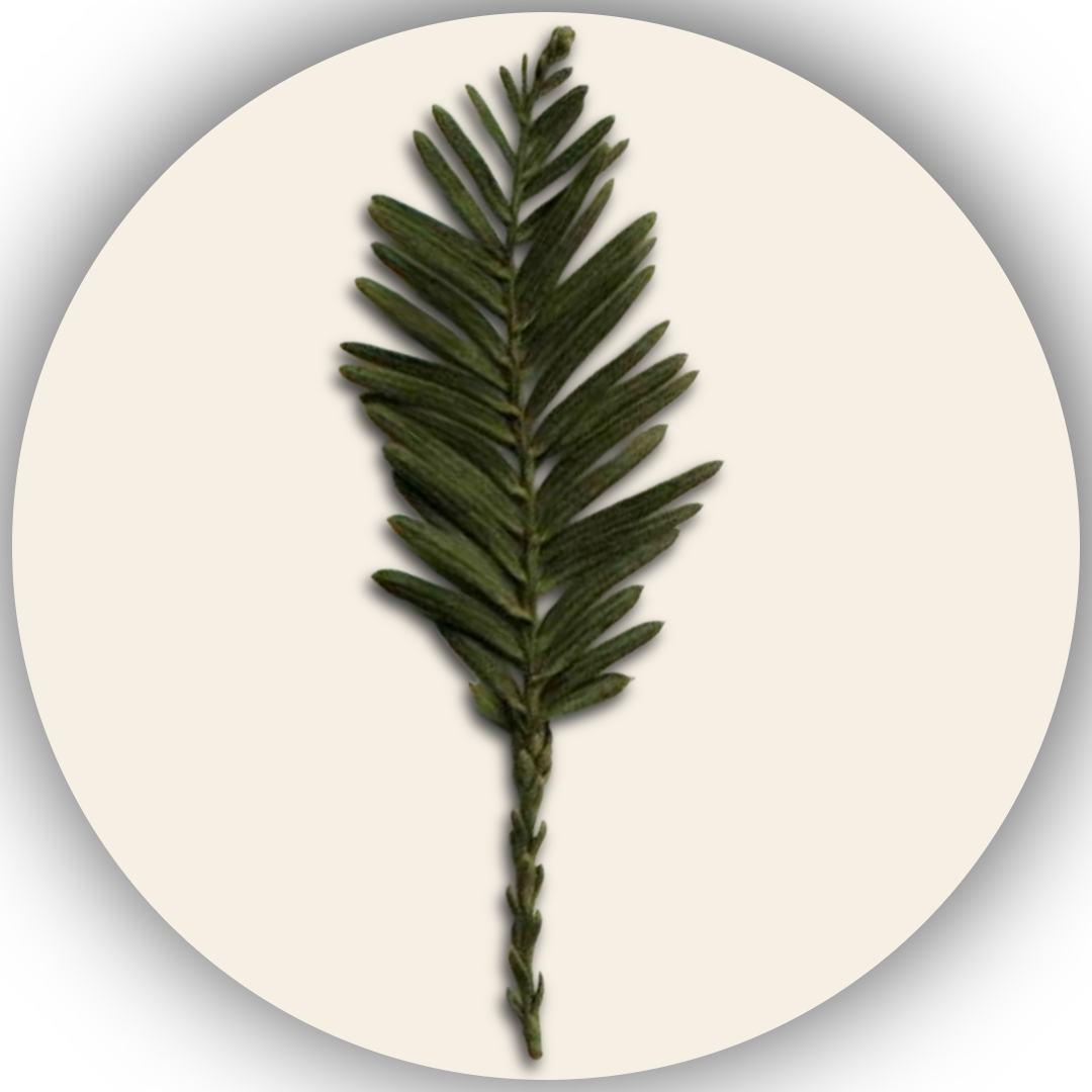        Sequoia Grace