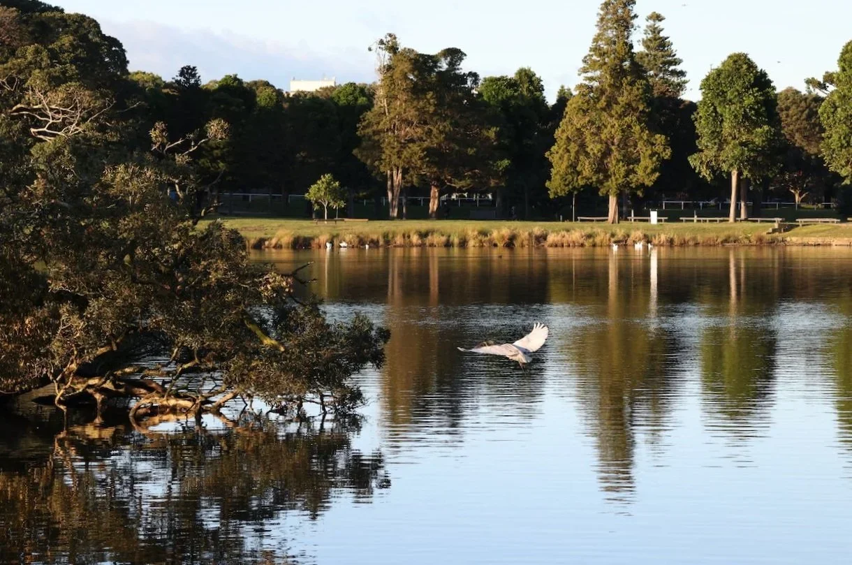 A peaceful lake scene with trees lining the shore and a bird flying over calm water.