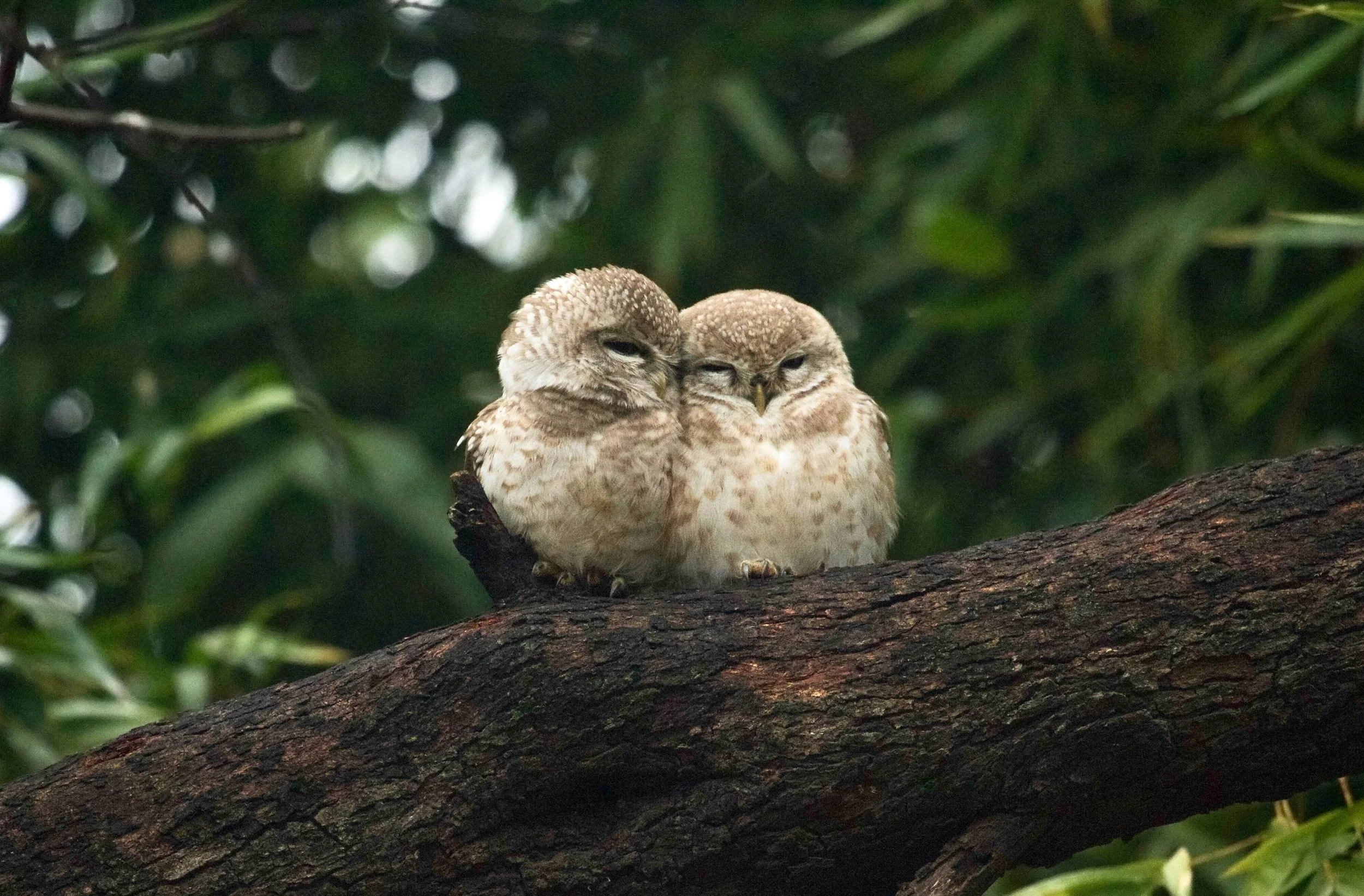 Big eyes. Wide world. 
A throwback series of my encounters with spotted owlets in the wild.