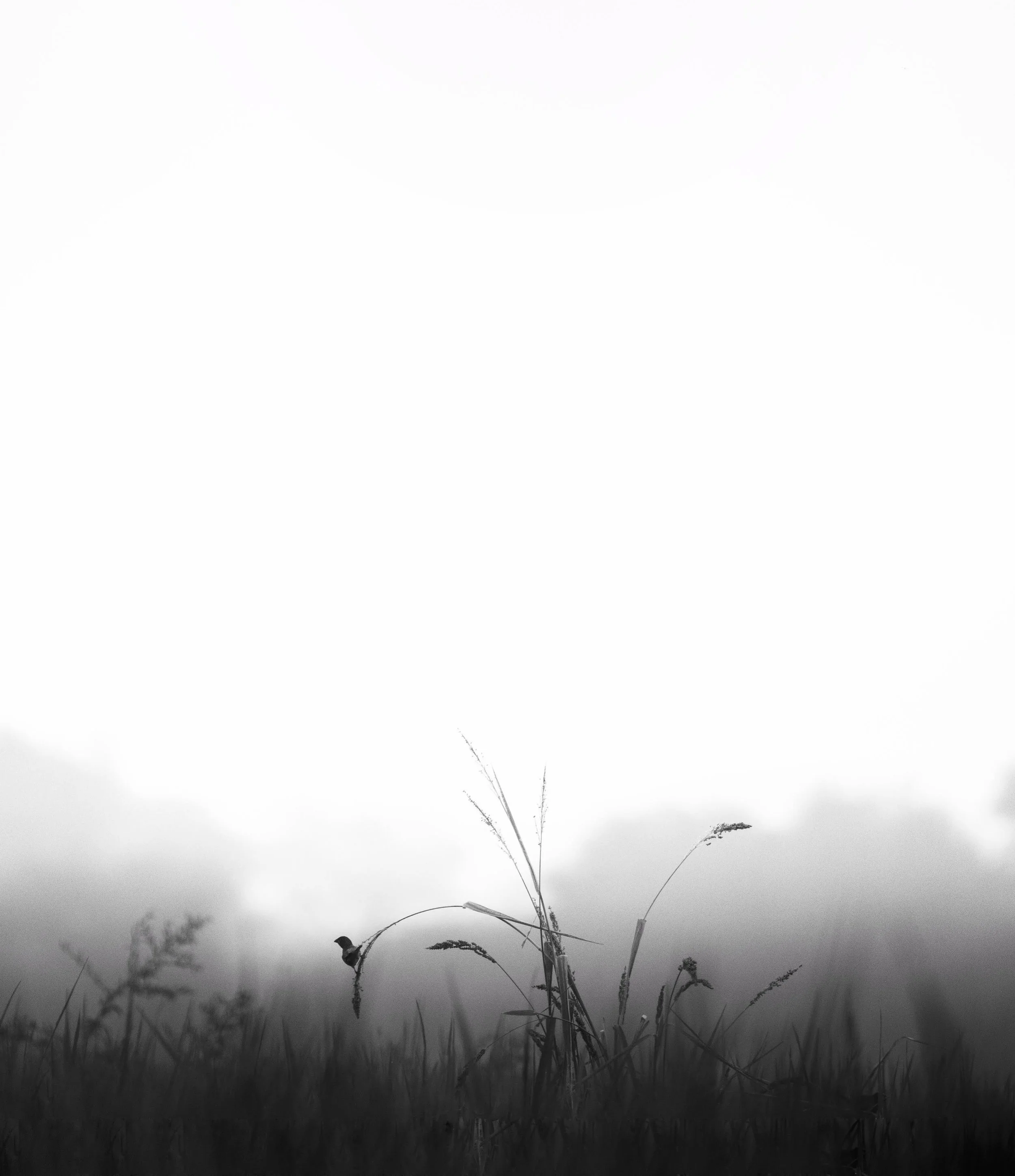 Light. Shadows. Instincts. 

A throwback series of seeing the world in quieter tones.