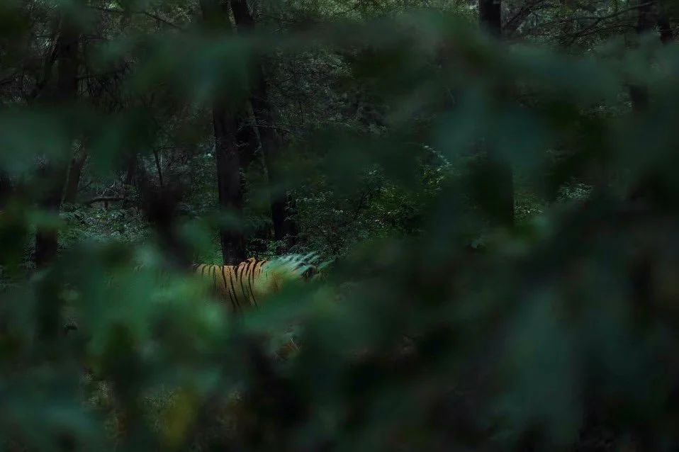 Silence - Opportunity for one, warning for the other. Image 3-4 is how the tiger would be perceived through the sambar deer&rsquo;s eyes. 

Sambar deer, like many ungulates, have dichromatic vision - roughly comparable to red-green colour blindness i