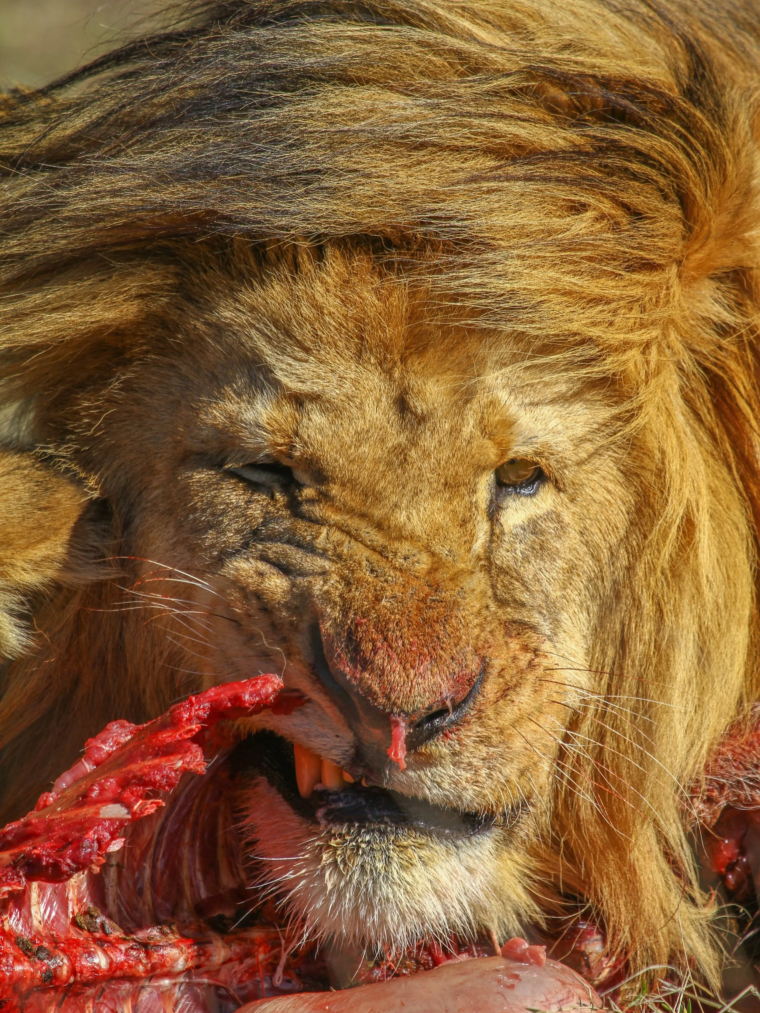No contradiction in the wild - only survival and instincts.

I made these images 10 years back. The memory of a male lion tearing apart a warthog 50 metres away - as fresh as it happened today morning.