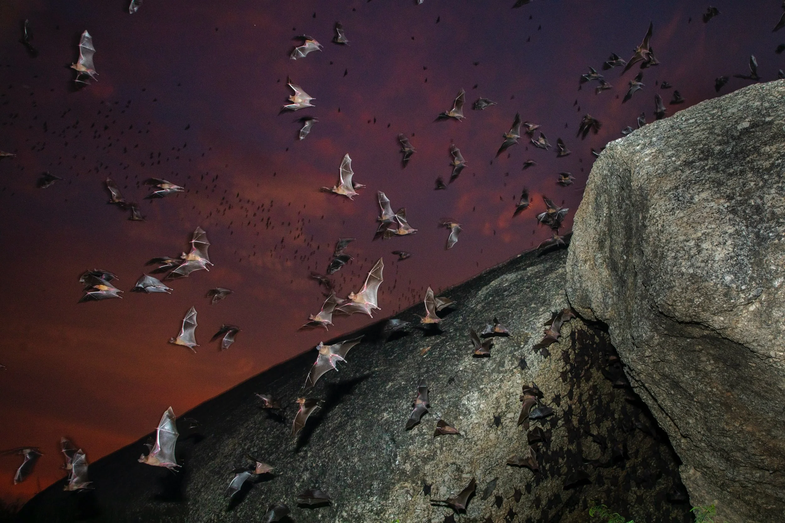 The night begins here. Thousands of bats taking flight at dusk hour, one fine winter evening. Highly misunderstood - intelligent mammals.