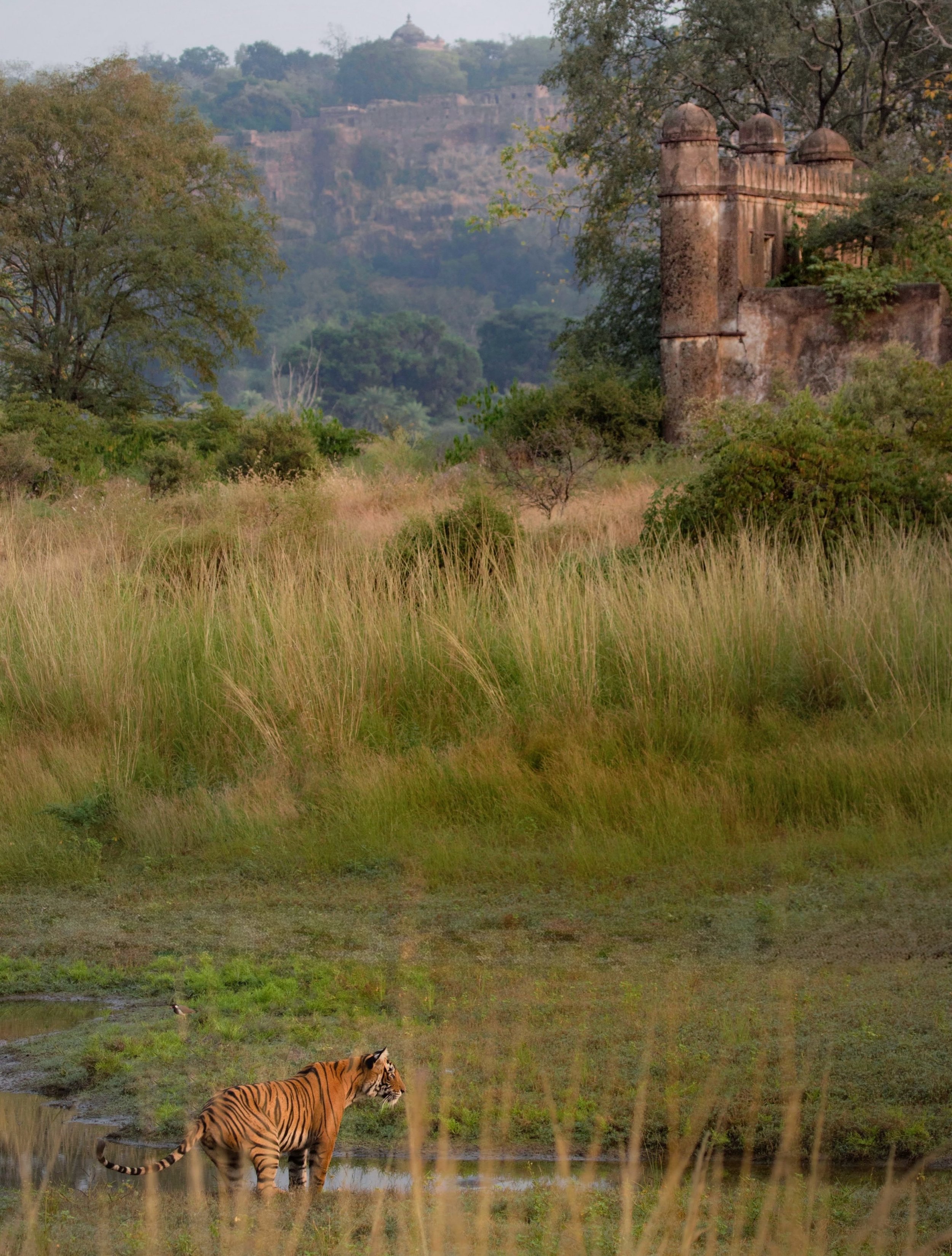A series of images, made one fine winter morning in Ranthambore National Prak. It was a time in the forest when a mother and daughter decided to negotiate their space and territory. 

Relationships we see in the wild are often much more complicated t