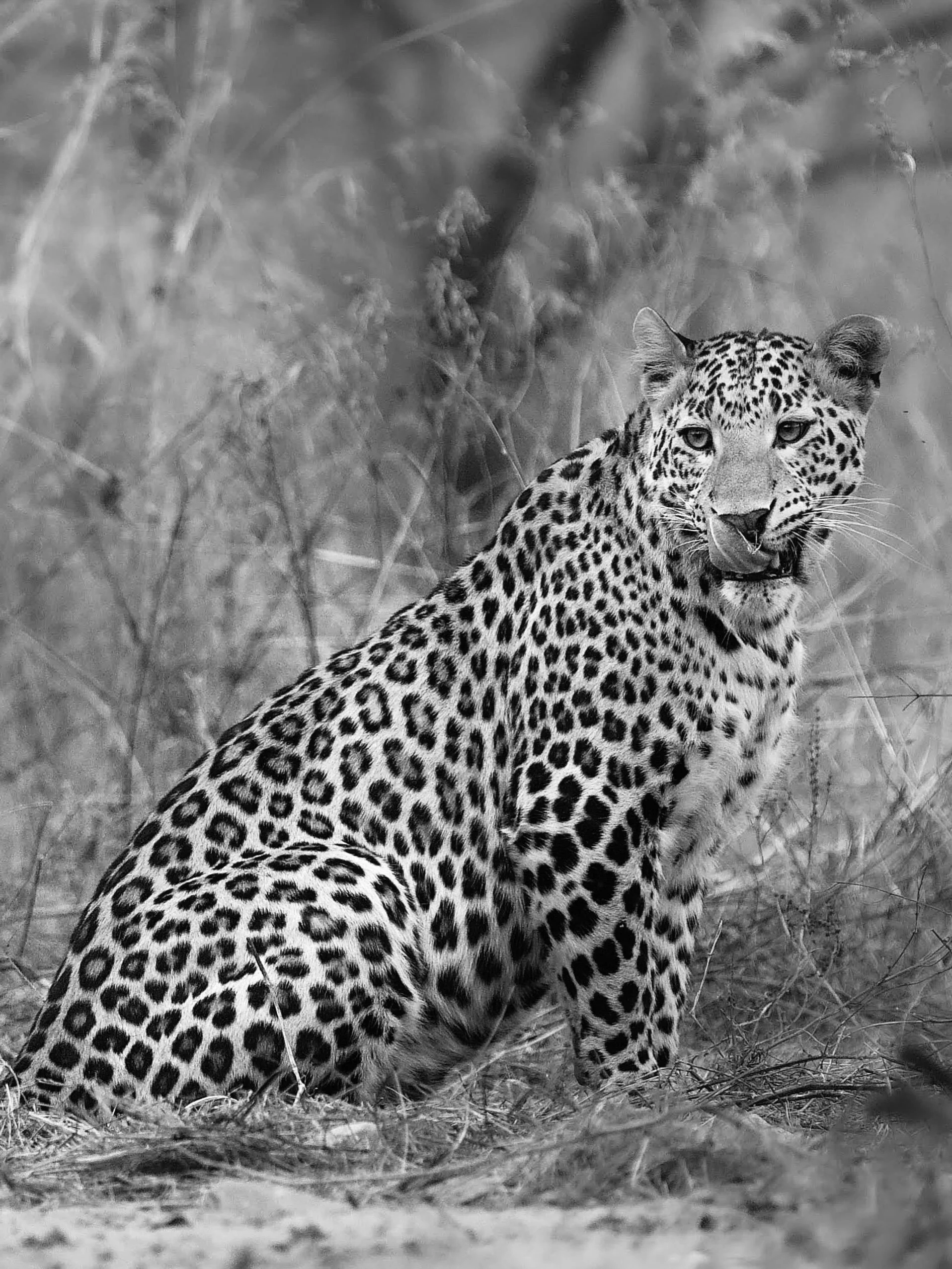 Spots between lights and shadows. A series of BnW images of leopards in two different habitats, made few winters ago.

They can disappear with the forests, survive in rocky landscapes, move through dry grasslands and, remarkably, persist alongside pe