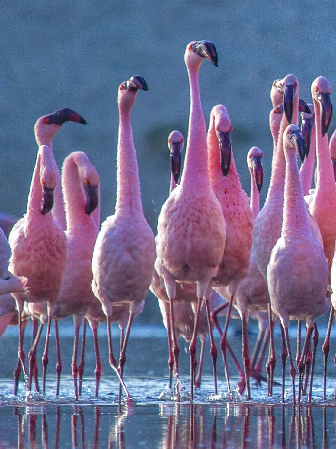 A gathering of pink.

It was incredible watching and learning how lesser flamingos perform a group courtship display, stretching their necks, bobbing their heads and turning in synchrony. What looks like a carefully choreographed dance is part of the