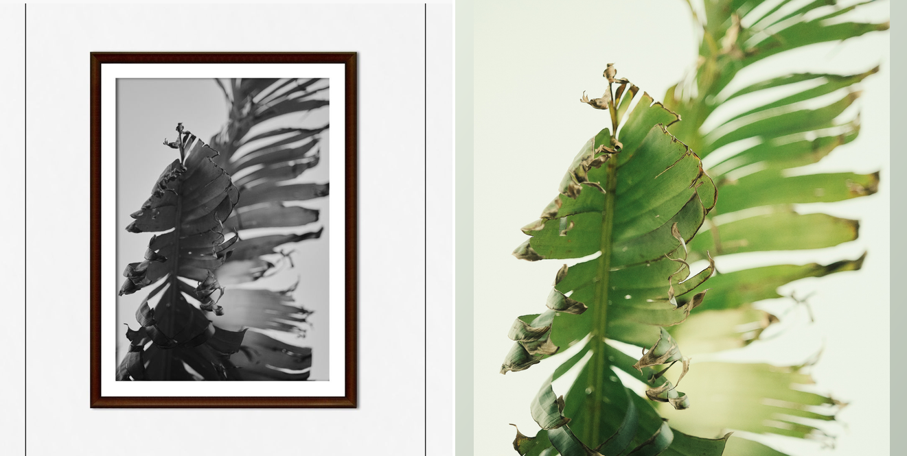 Californie

Un palmier se dresse, haut et fier, sous le soleil de Californie, hourra ! Ses feuilles flottent dans le vent chaud, un vrai trésor que l'on trouve ici.

Le soleil l'embrasse tendrement chaque jour, On se repose volontiers à son ombre et 