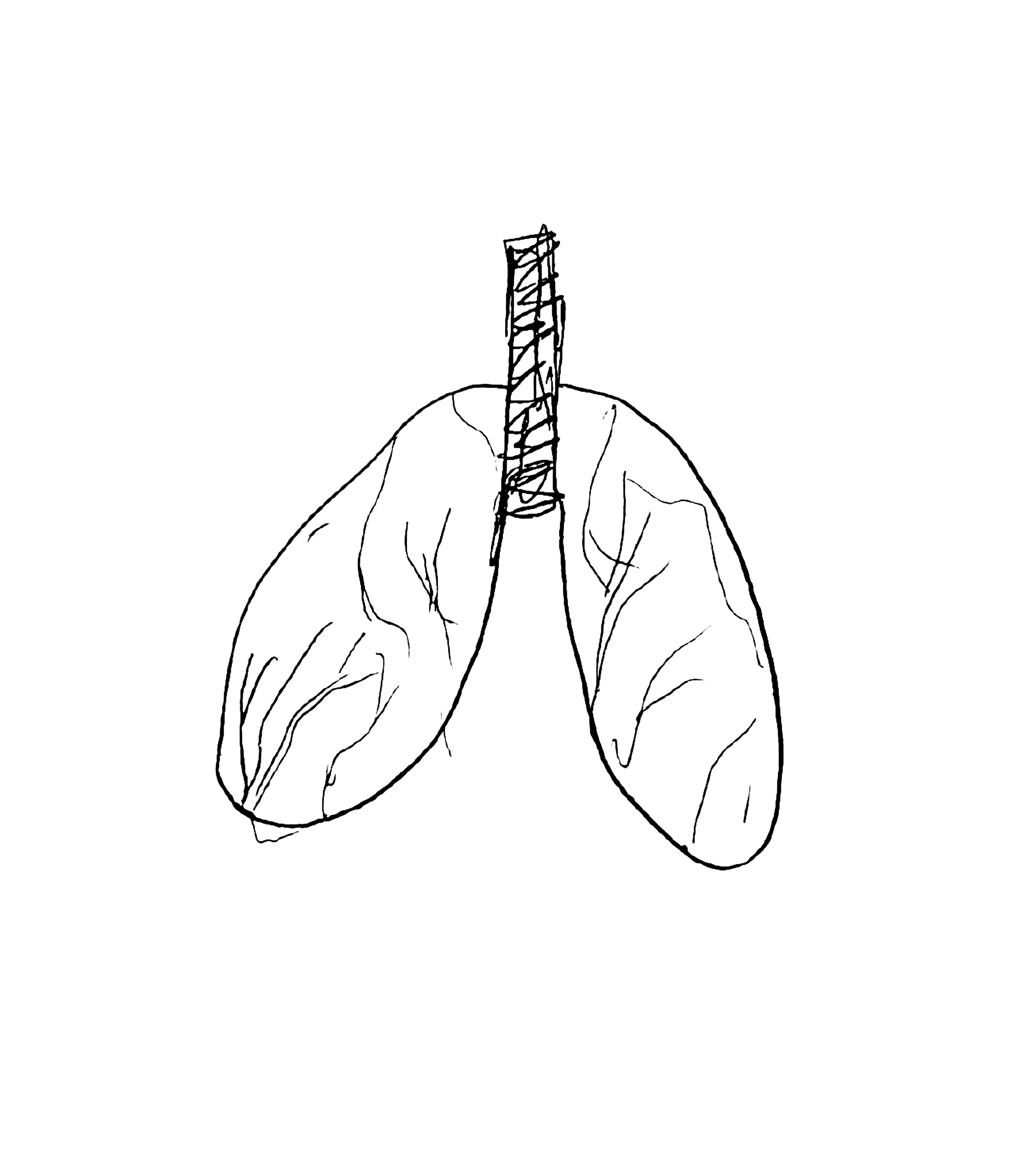 lungs.png