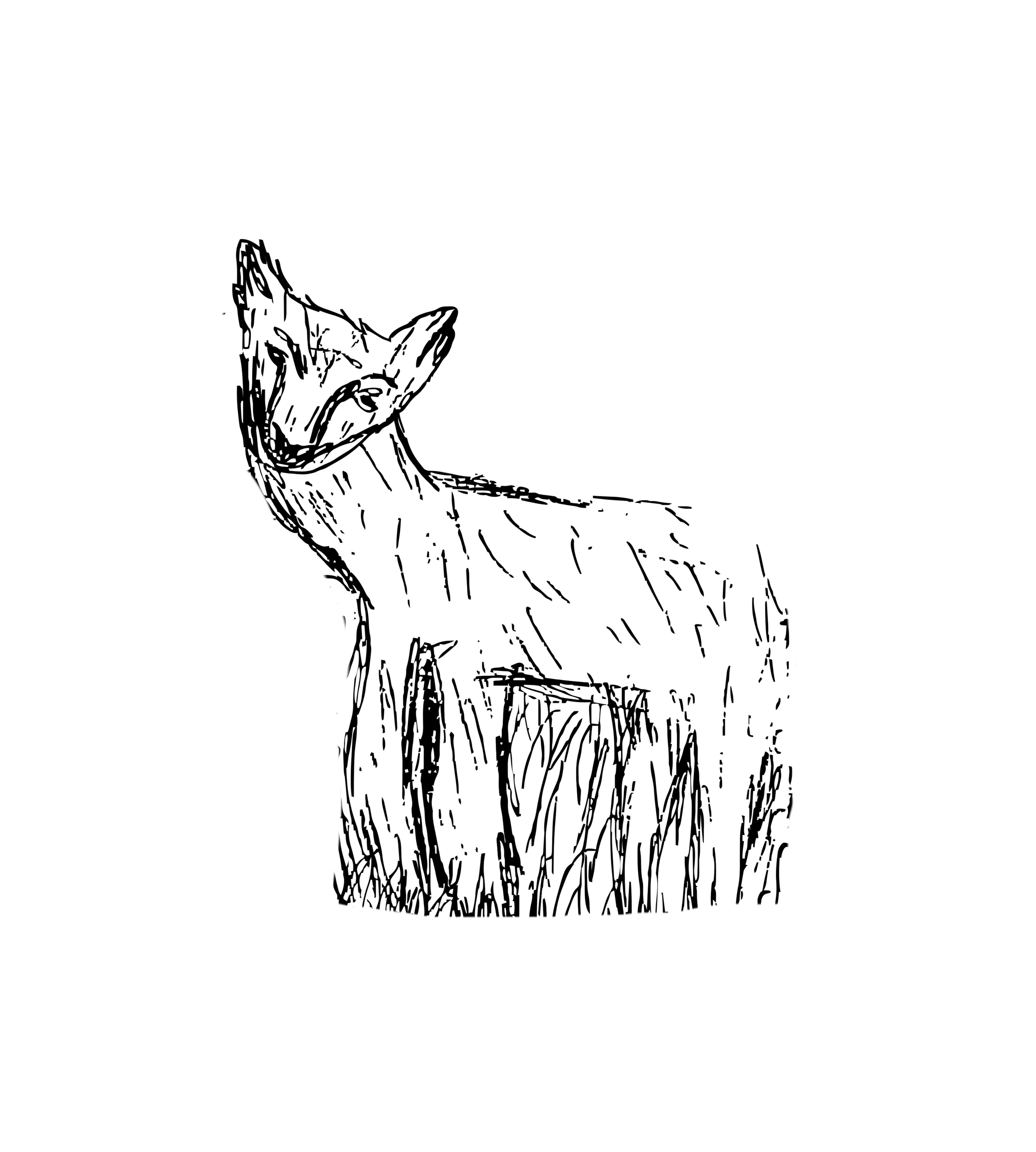 lrg_fox.png