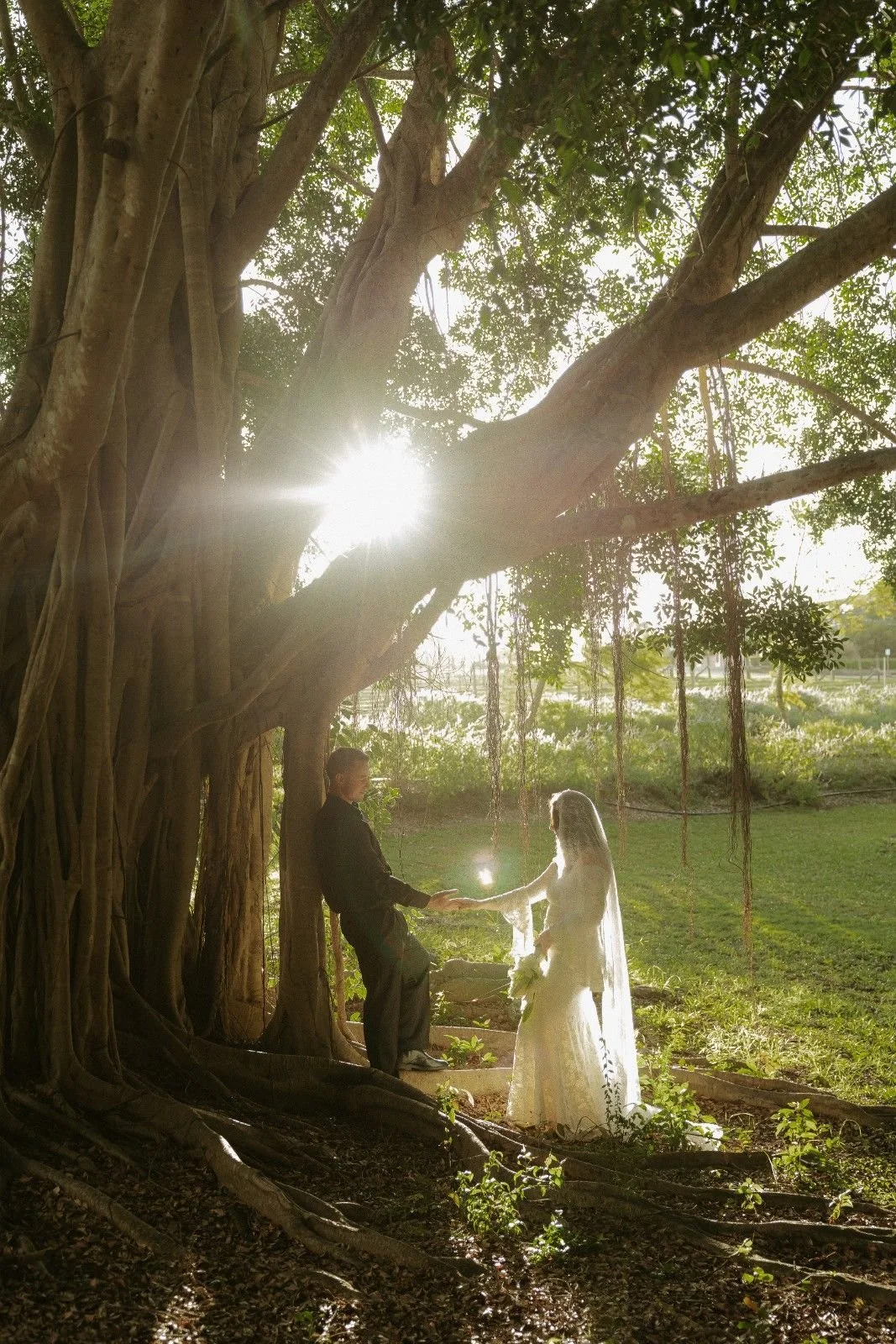 A couple dressed in wedding attire holding hands under a large tree with hanging roots, sunlight shining through the leaves, and a grassy field in the background.