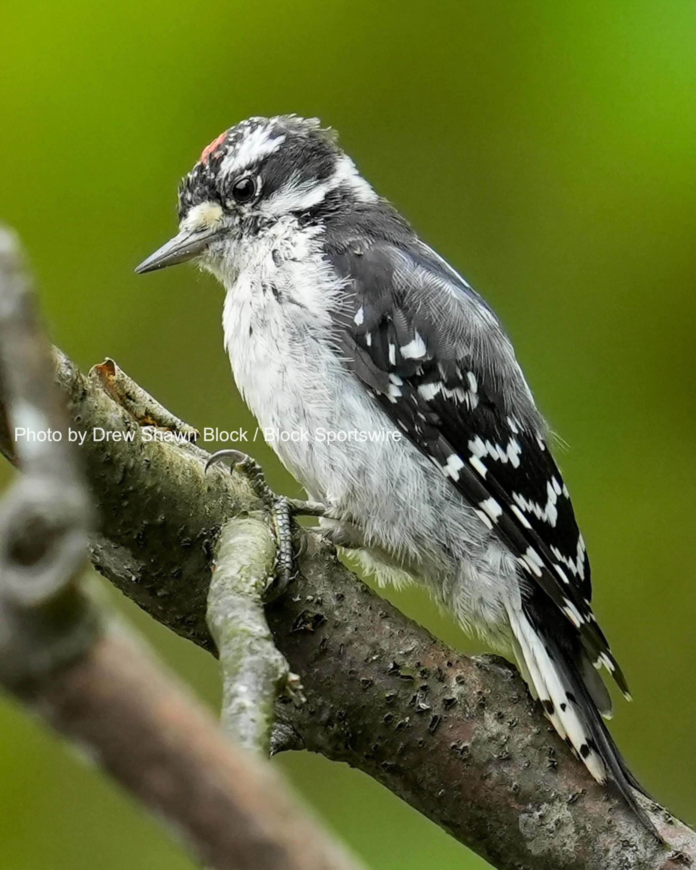 DownyWoodpeckerA.JPG