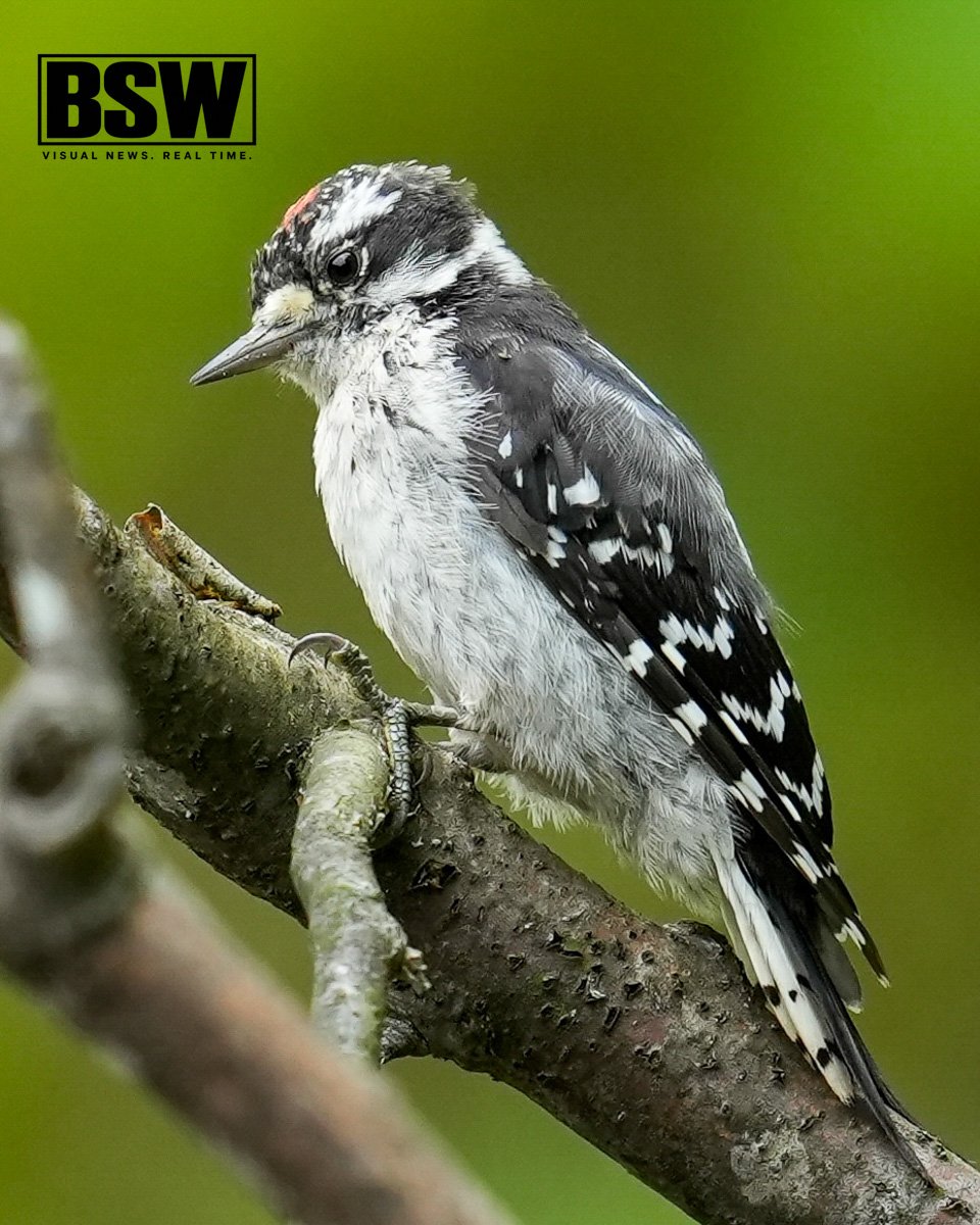 Downy Woodpecker perched near Cattaraugus  Creek.

Photo by: Shawn Block / Block Sportswire