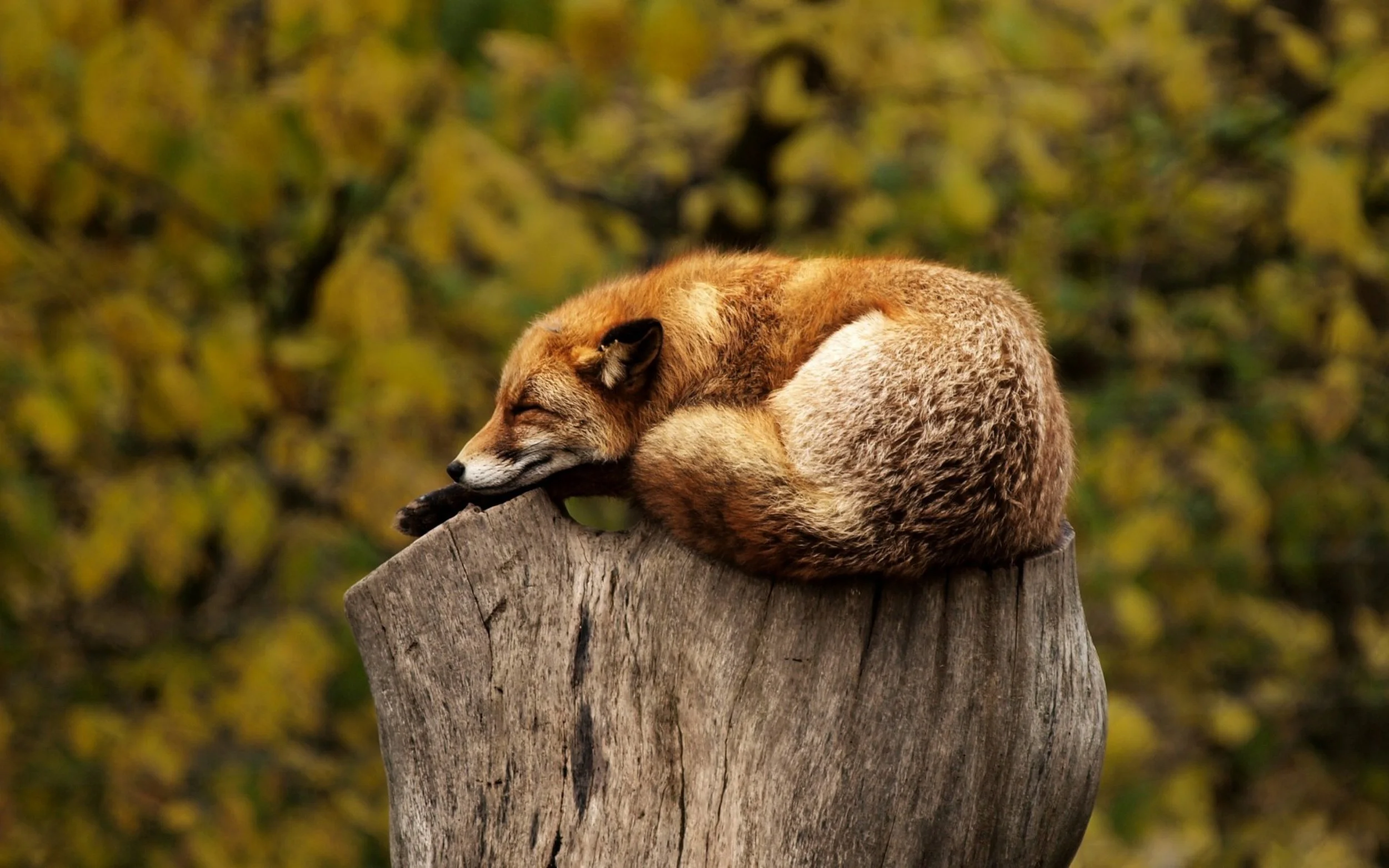 A red fox curled up and sleeping on top of a tree stump surrounded by fall foliage.
