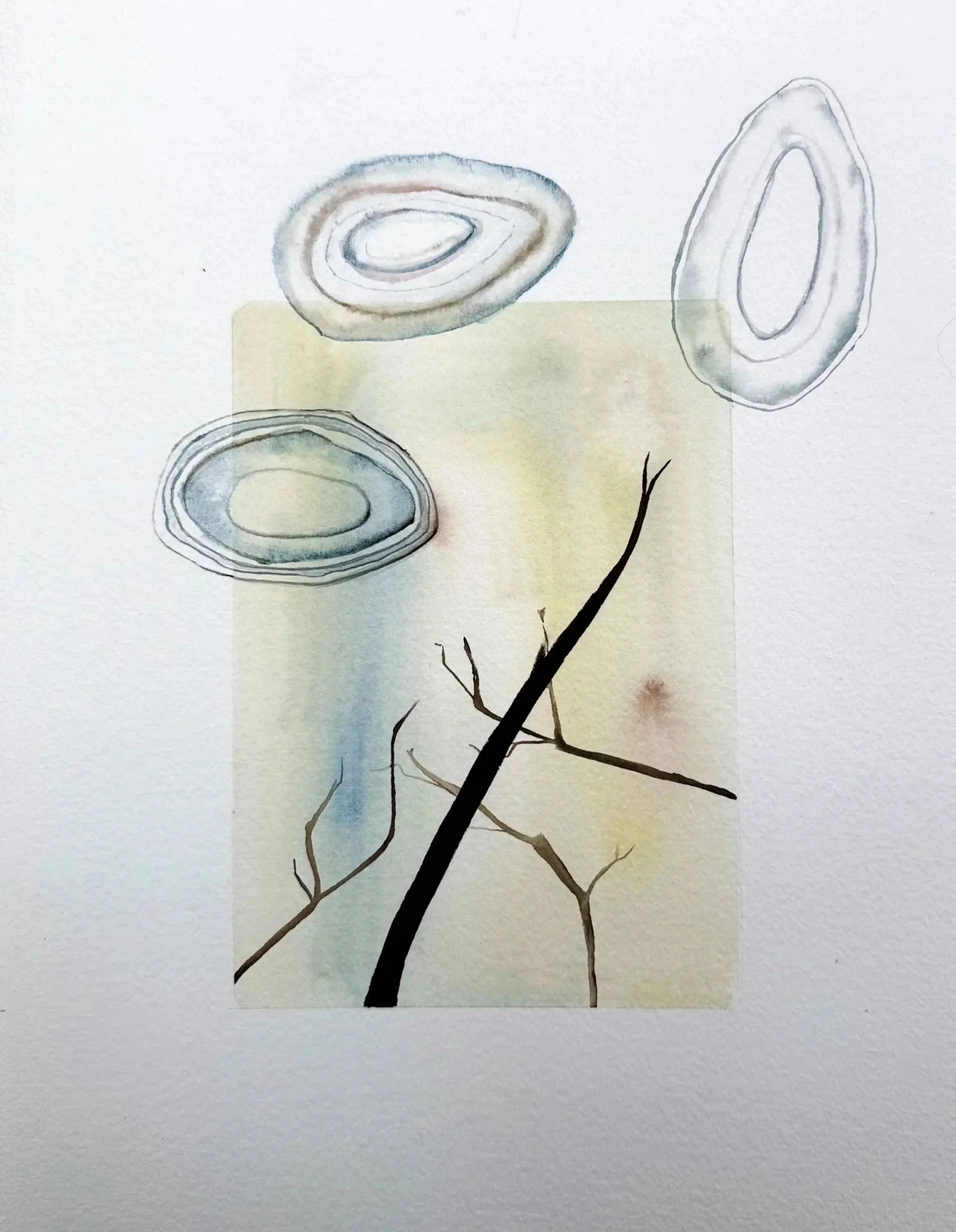 Watercolor painting of three tree slices with outlines and a small branch, on a light background with a subtle yellow square behind the middle slice.