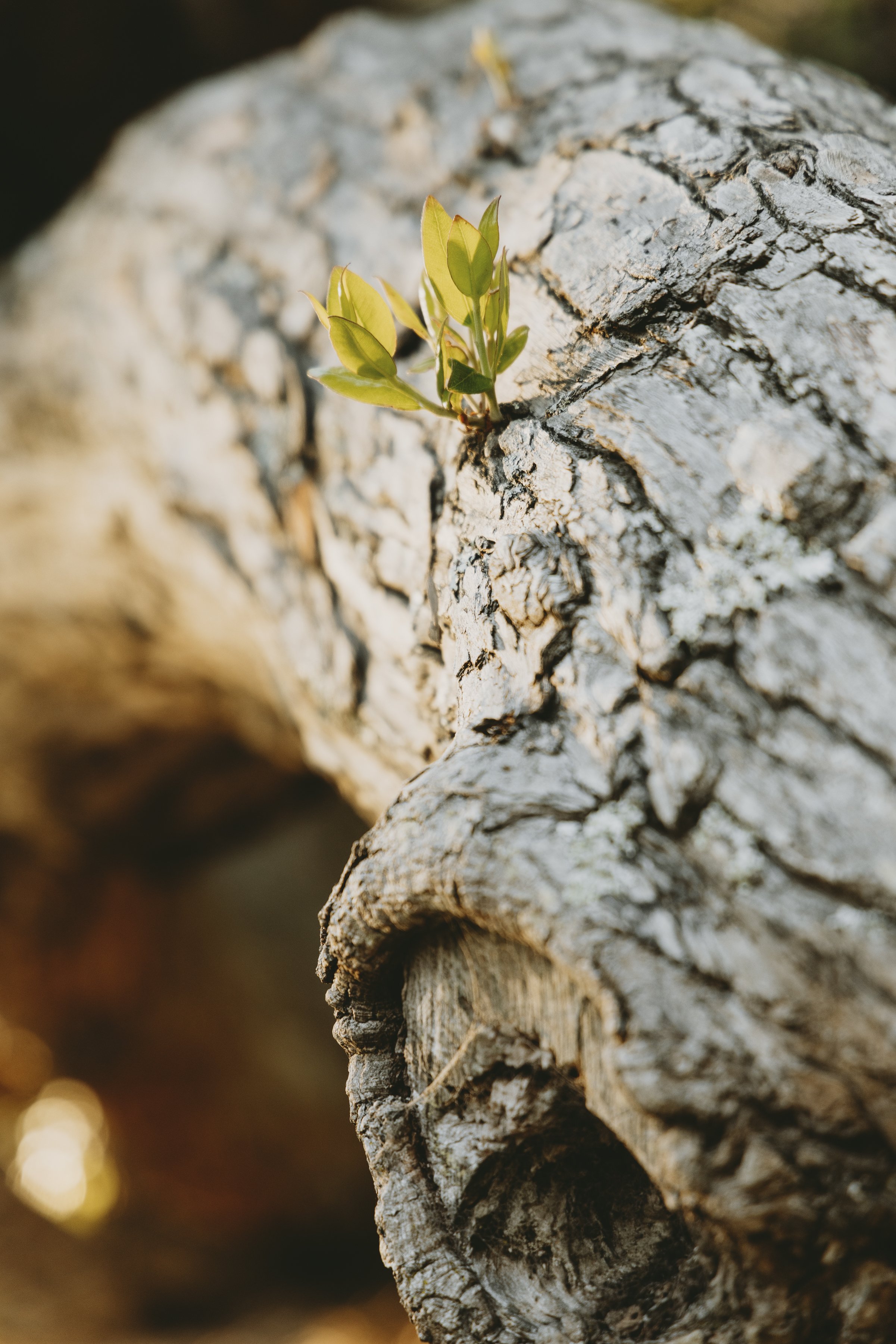 Close-up of a small green plant sprouting from the crack of a large, weathered tree branch.