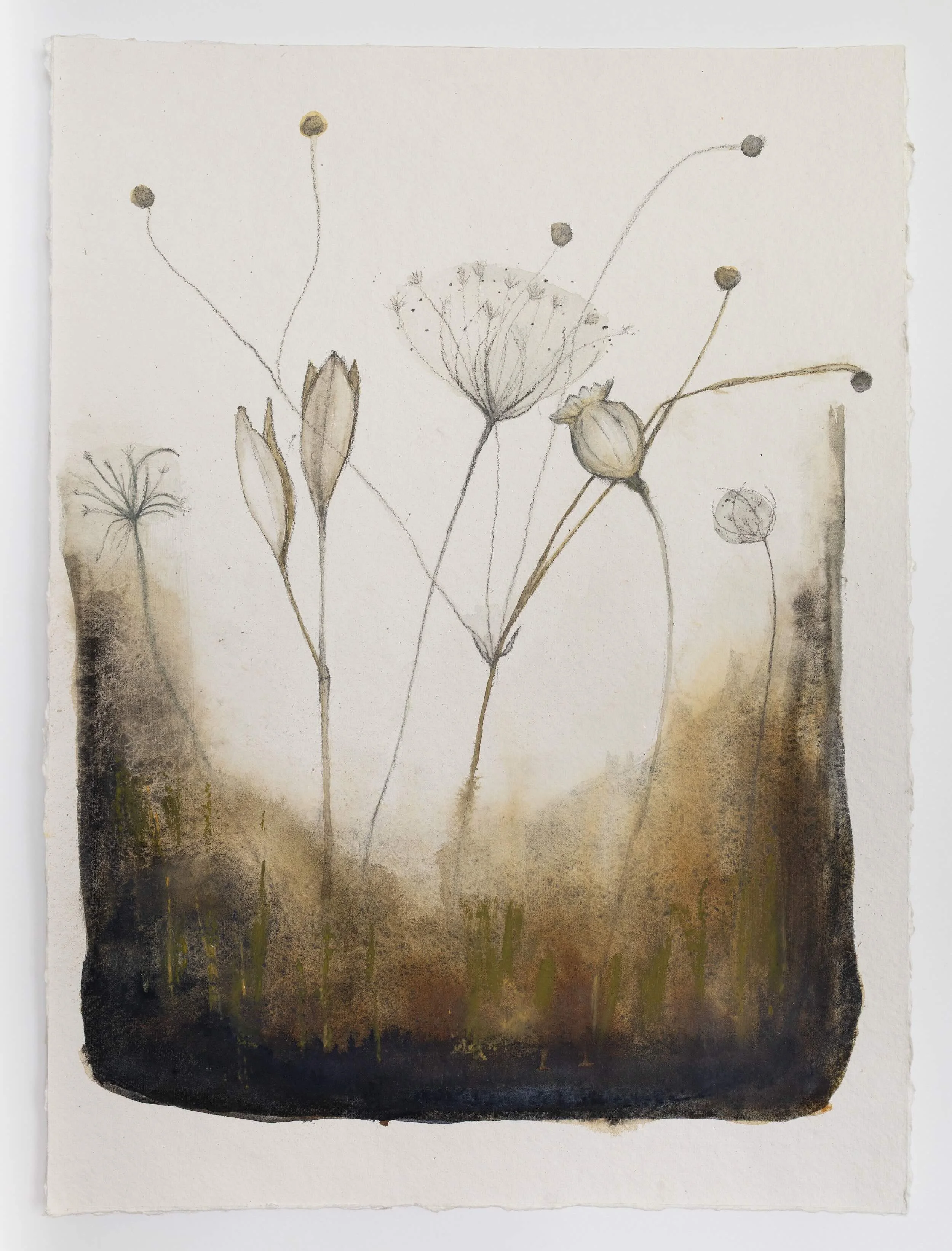 Seedpods I