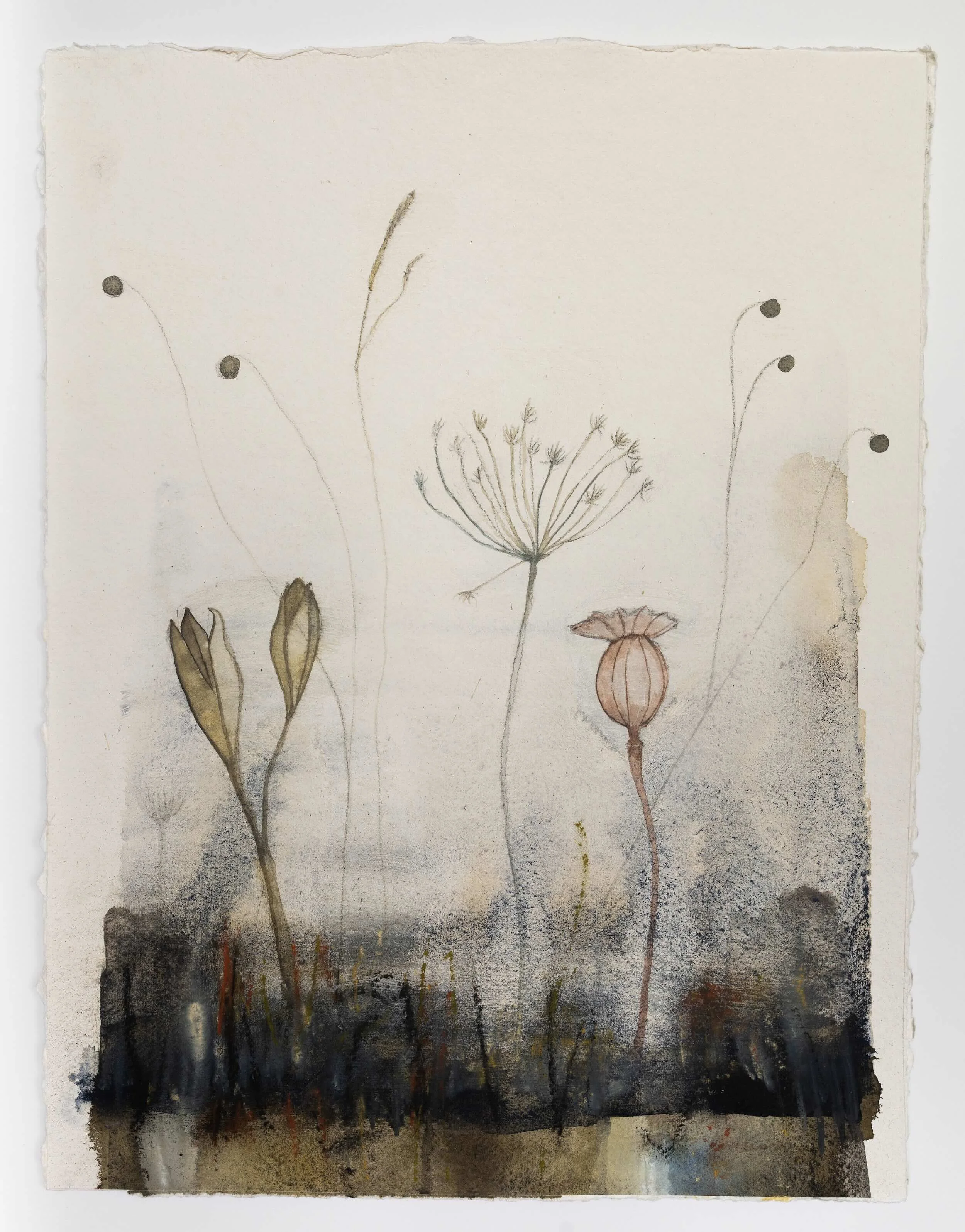Seedpods II