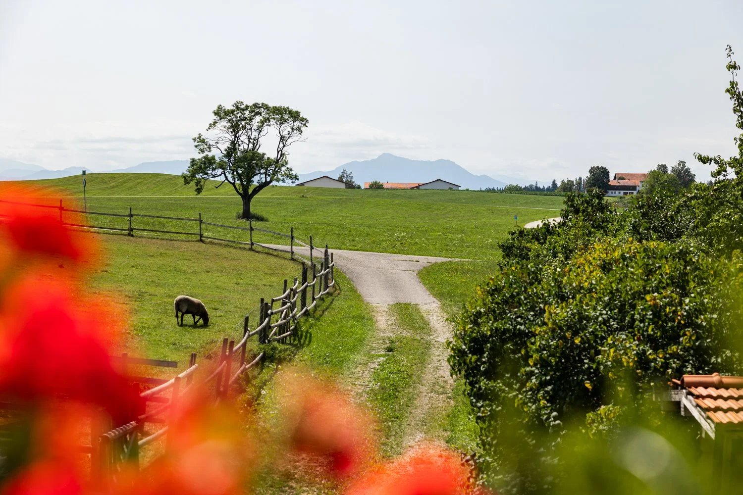 Landschaft mit Wiesen, Bäumen und einem sonnenbeschienenen Weg, im Hintergrund Berge, teilweise im Nebel, mit einem einzelnen Baum und einem schaf auf der Weide, im Vordergrund rote Blumen