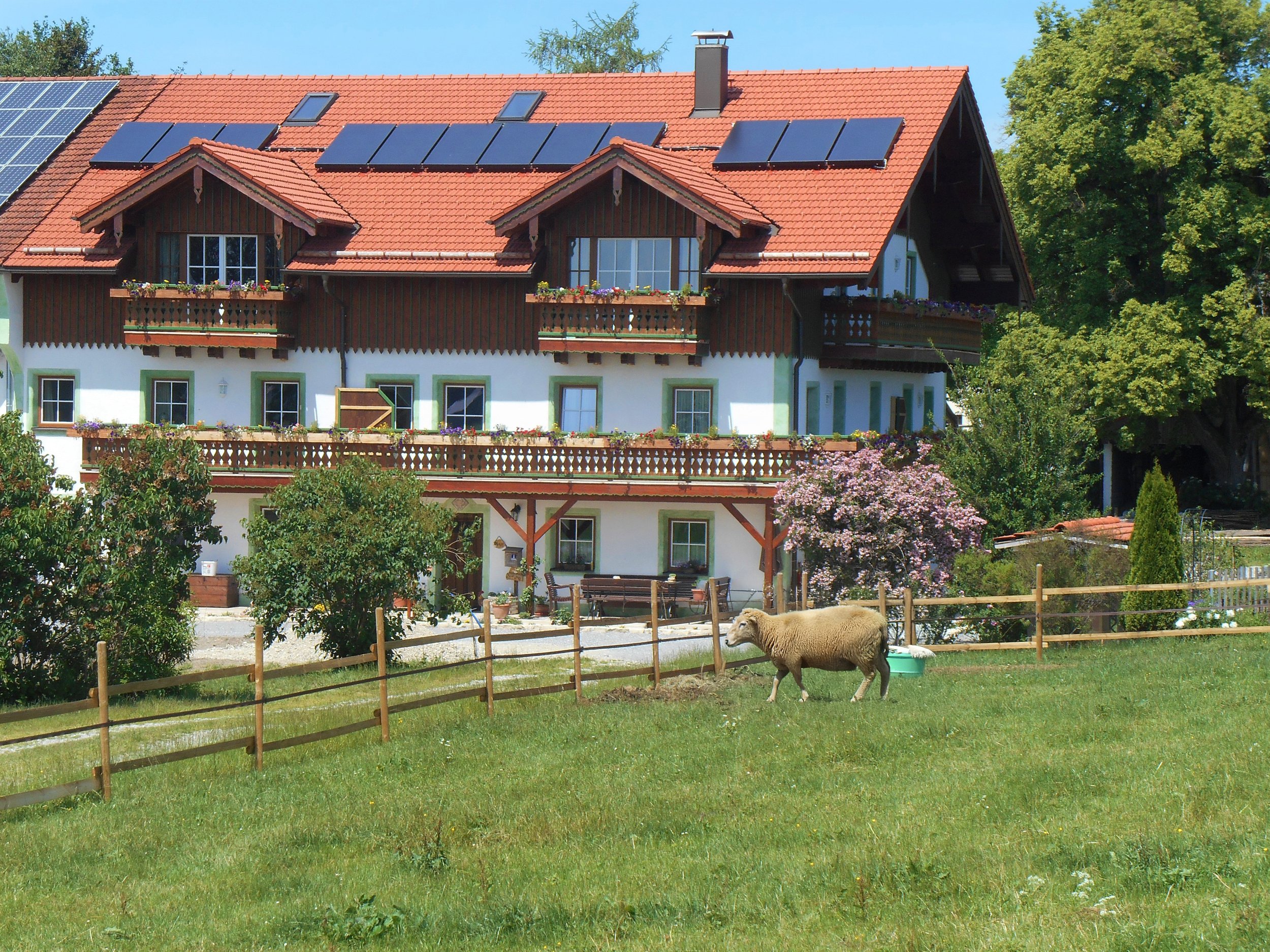 Bayerisches Bauernhaus mit Solaranlage, Balkonen und Schaf auf der Wiese