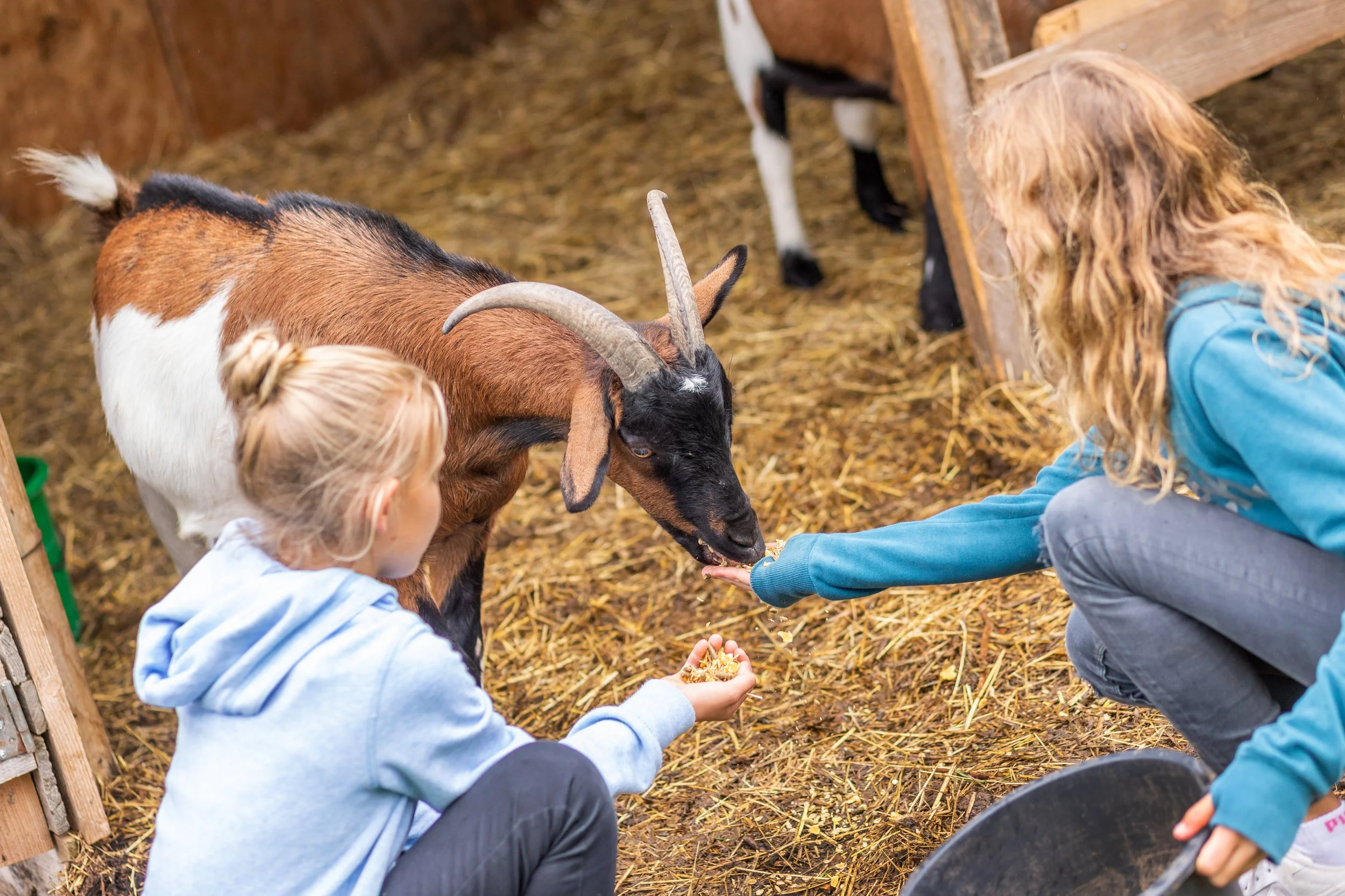 Zwei Kinder füttern eine Ziege mit Holzsandwich in einem Stall mit strohigem Boden.