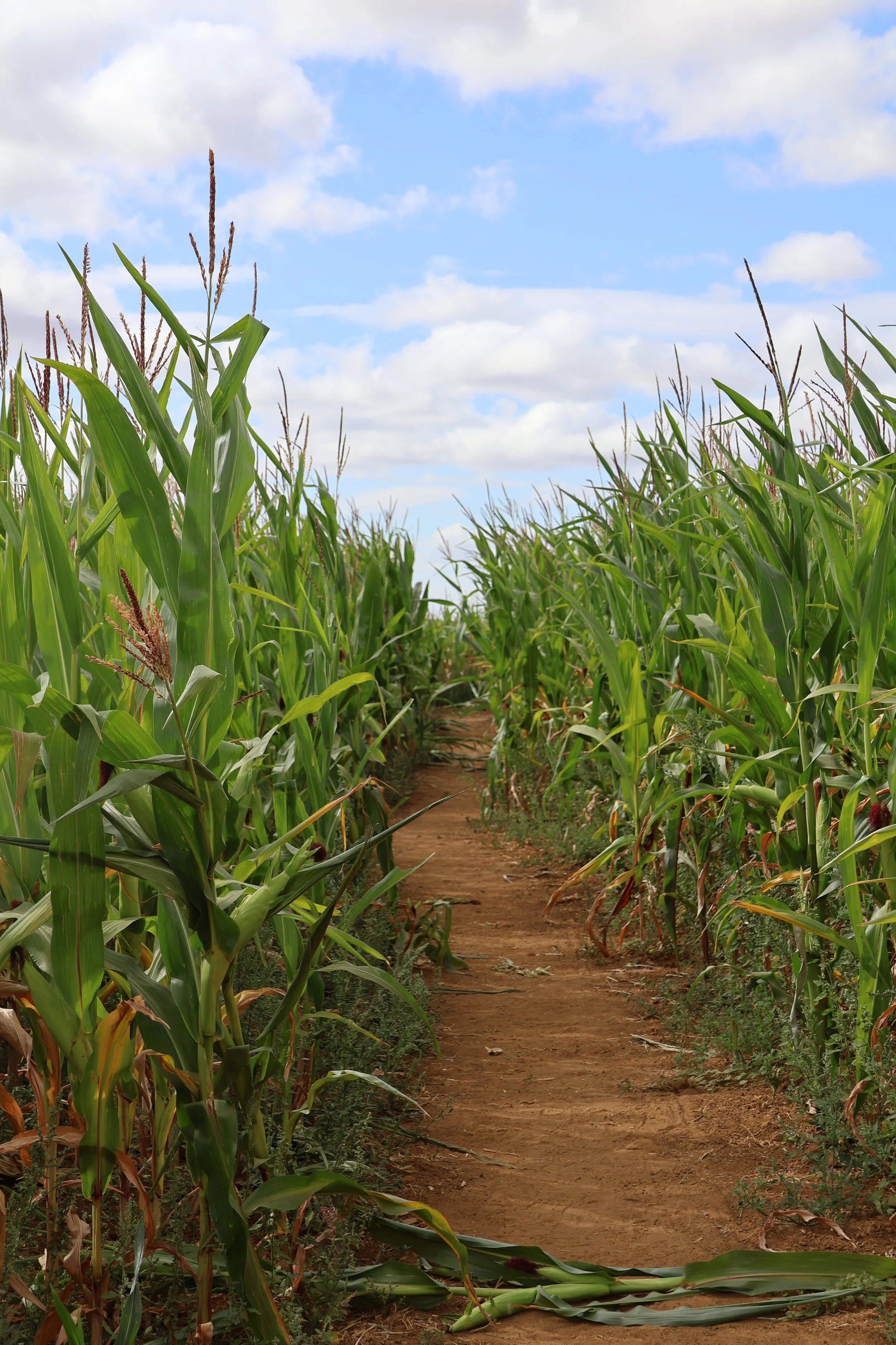 A dirt path through a green cornfield under a partly cloudy blue sky.
