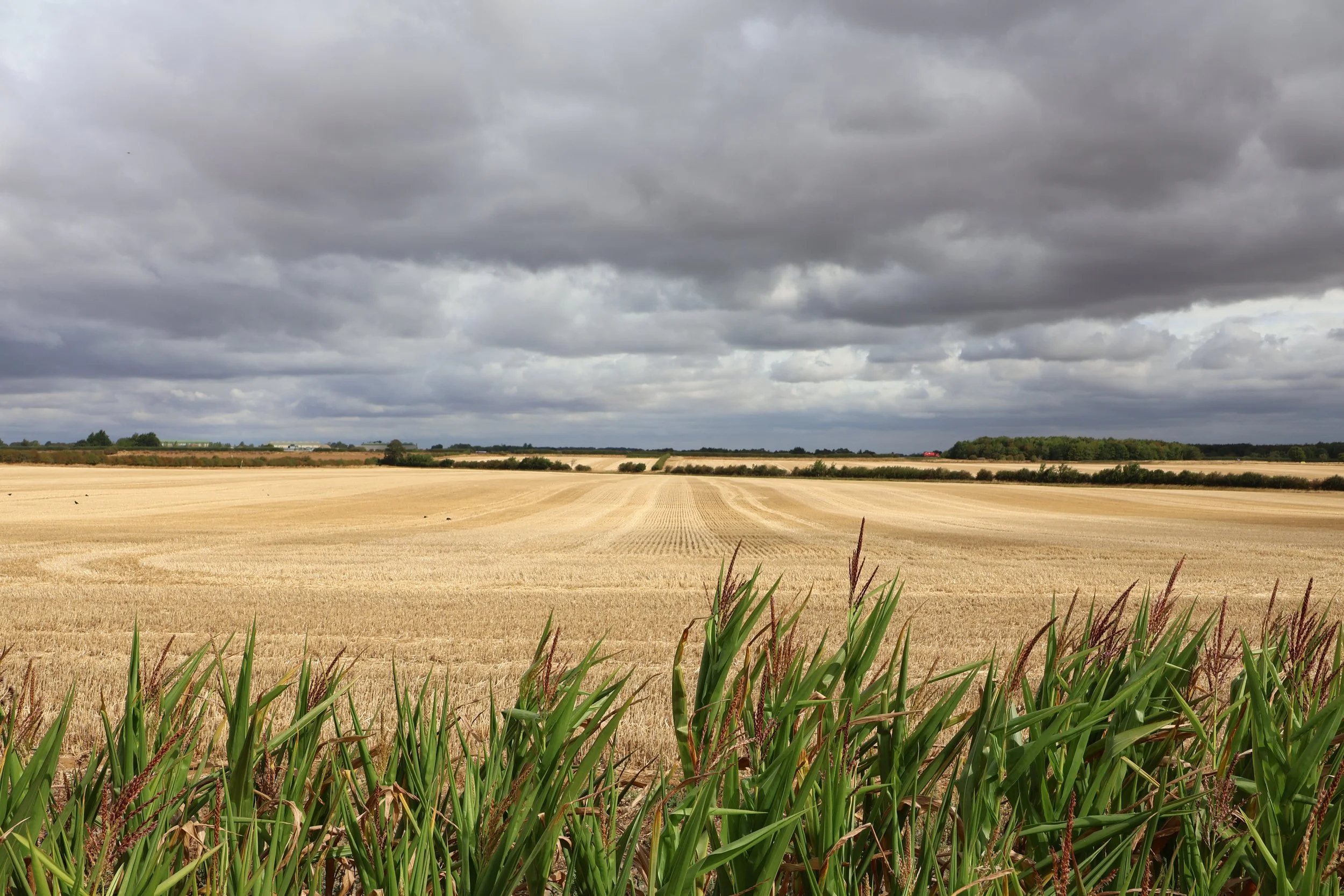 A vast farmland under a cloudy sky, with tall green grass in the foreground and harvested fields stretching into the distance.