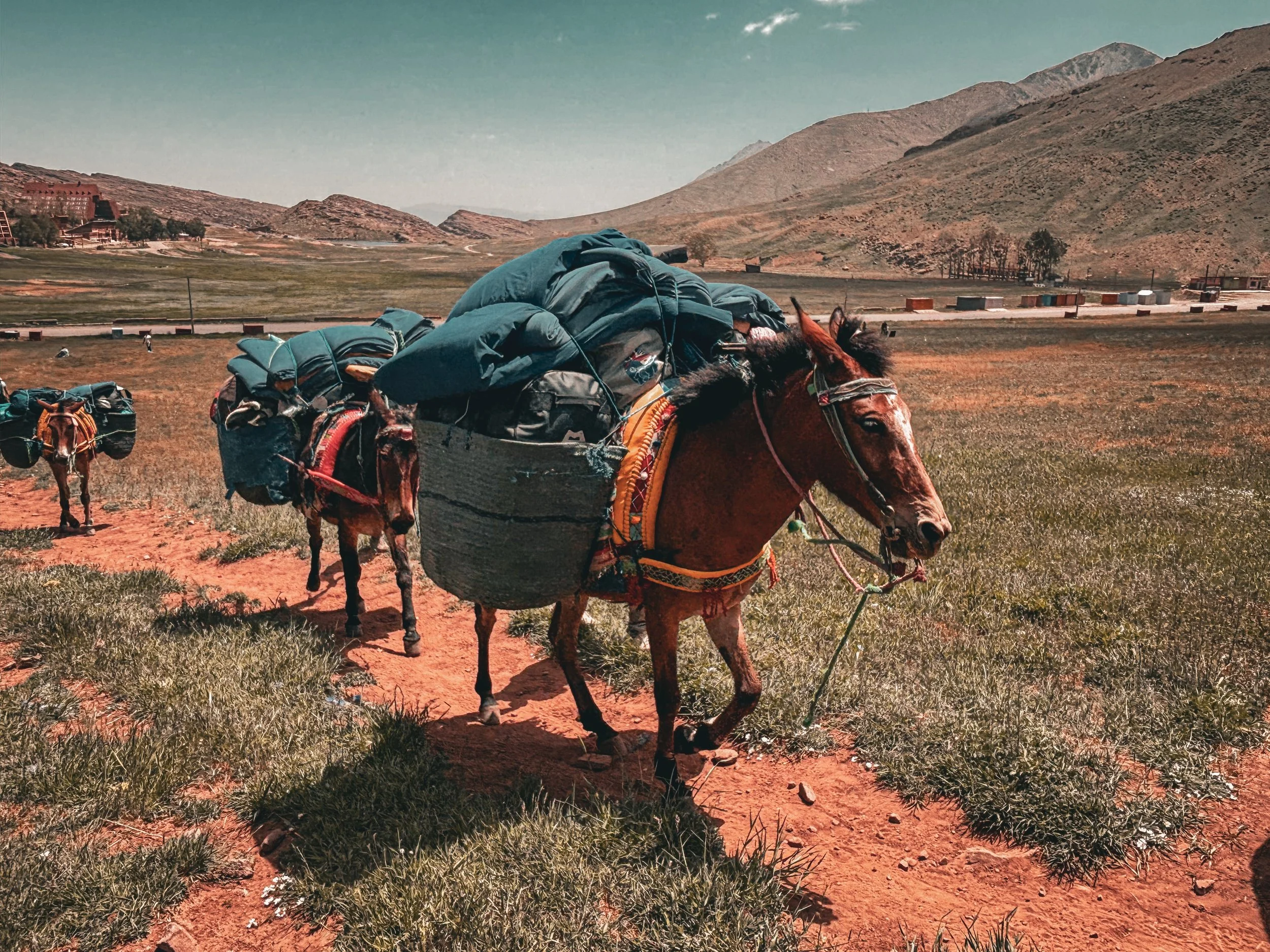 Horses carrying large packs and gear along a dirt trail in a mountainous landscape.