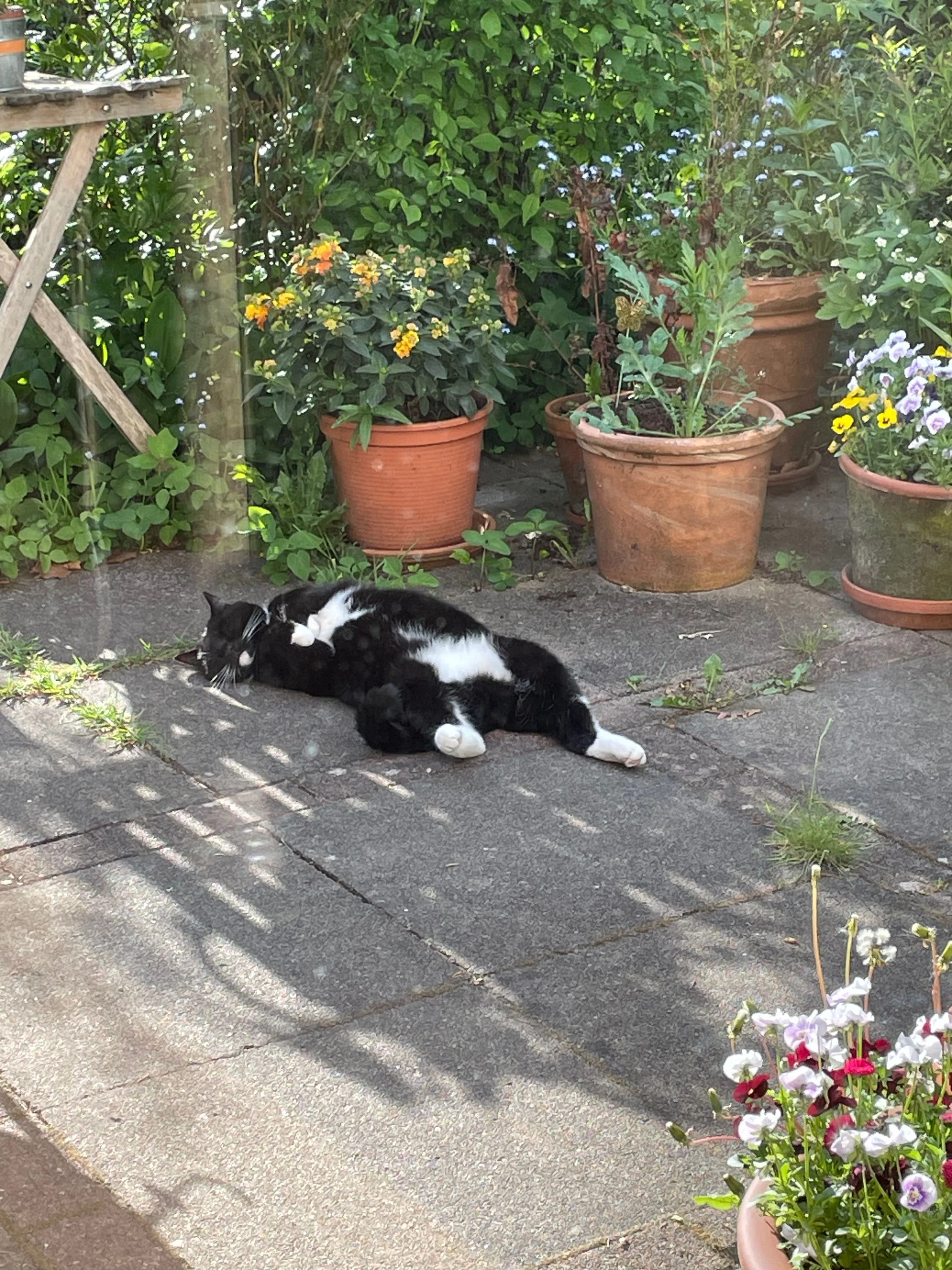 Katze Aurora entspannt im Garten – Symbolbild für Selbstfürsorge