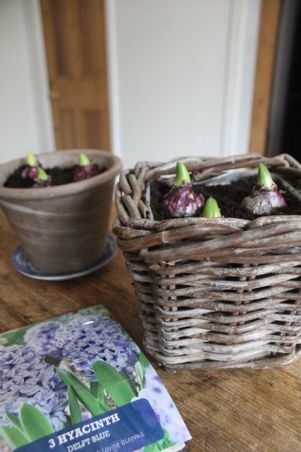 Potting Hyacinth Bulb Baskets