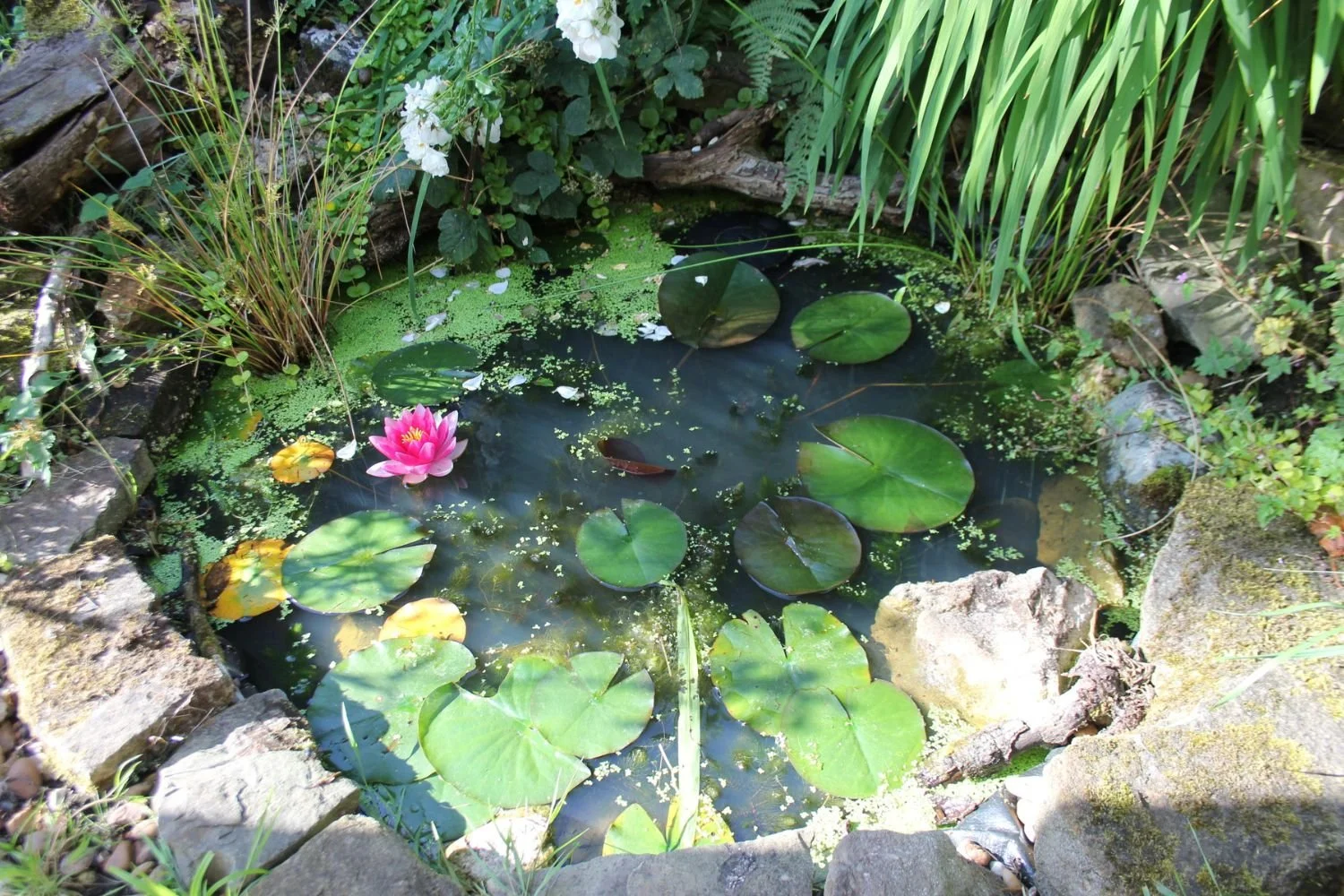 Garden Diary: A Year of Our Wildlife Pond