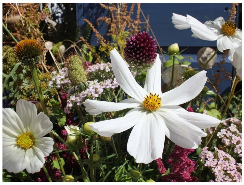 A Sunny Day At RHS Tatton Park Flower Show
