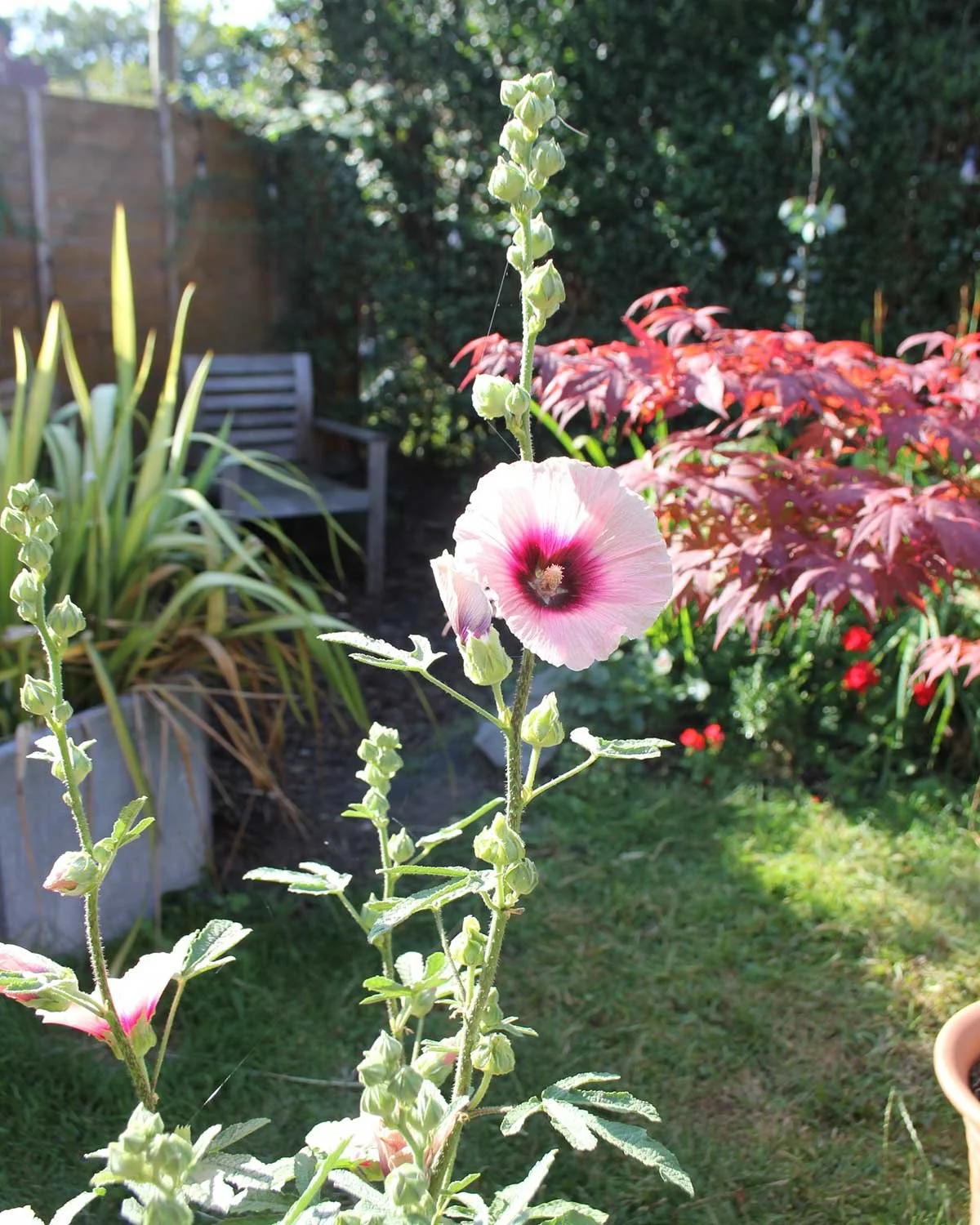 Garden Diary: Hollyhocks in Late July