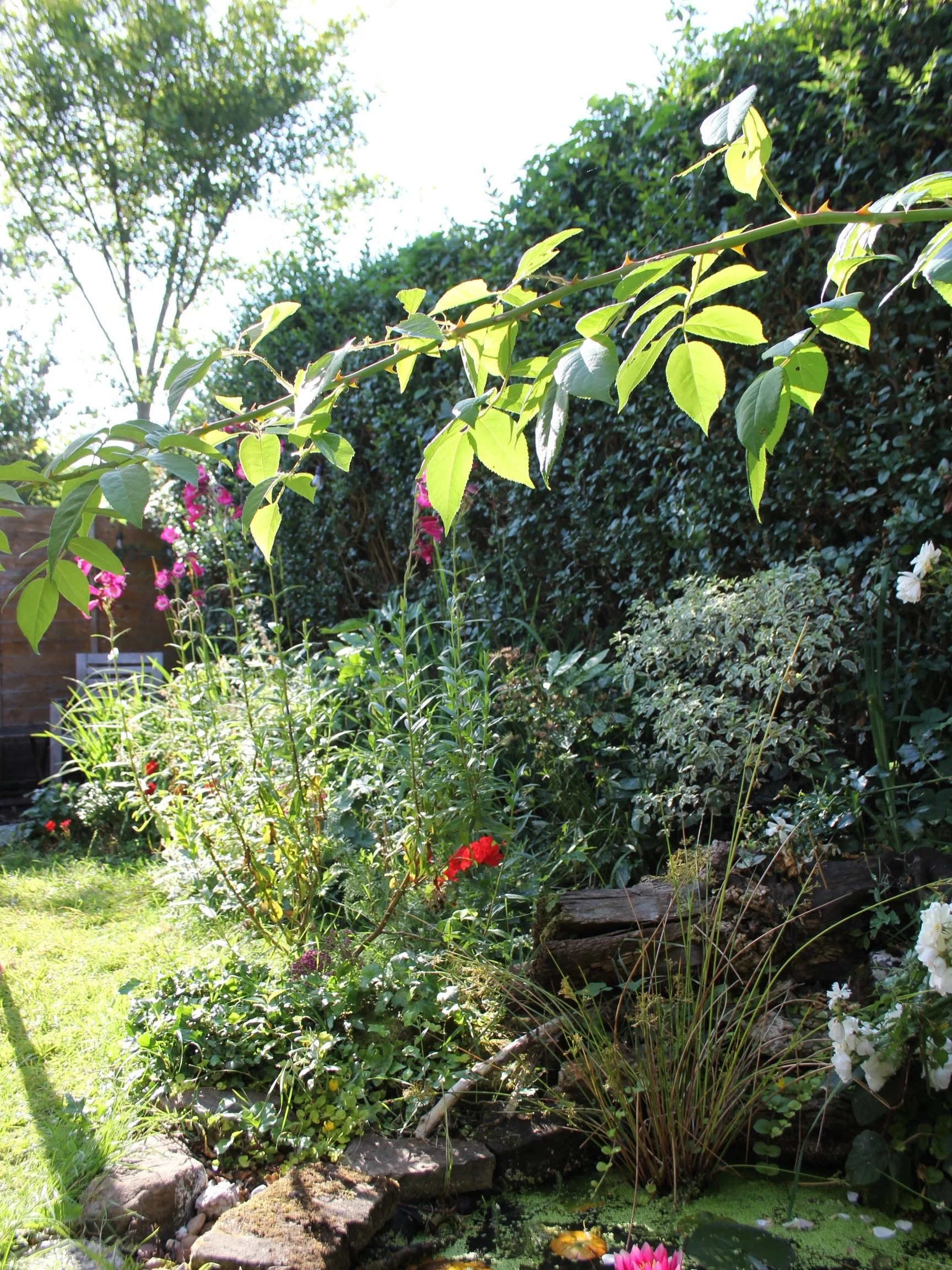 A quiet mid-July morning indulging my infatuation with the pond lilly in full bloom and the hollyhock beginning to flower. 

The flower beds are suitably packed, wild and forever under attack from slugs and bind weed, but looking pretty good nonethel